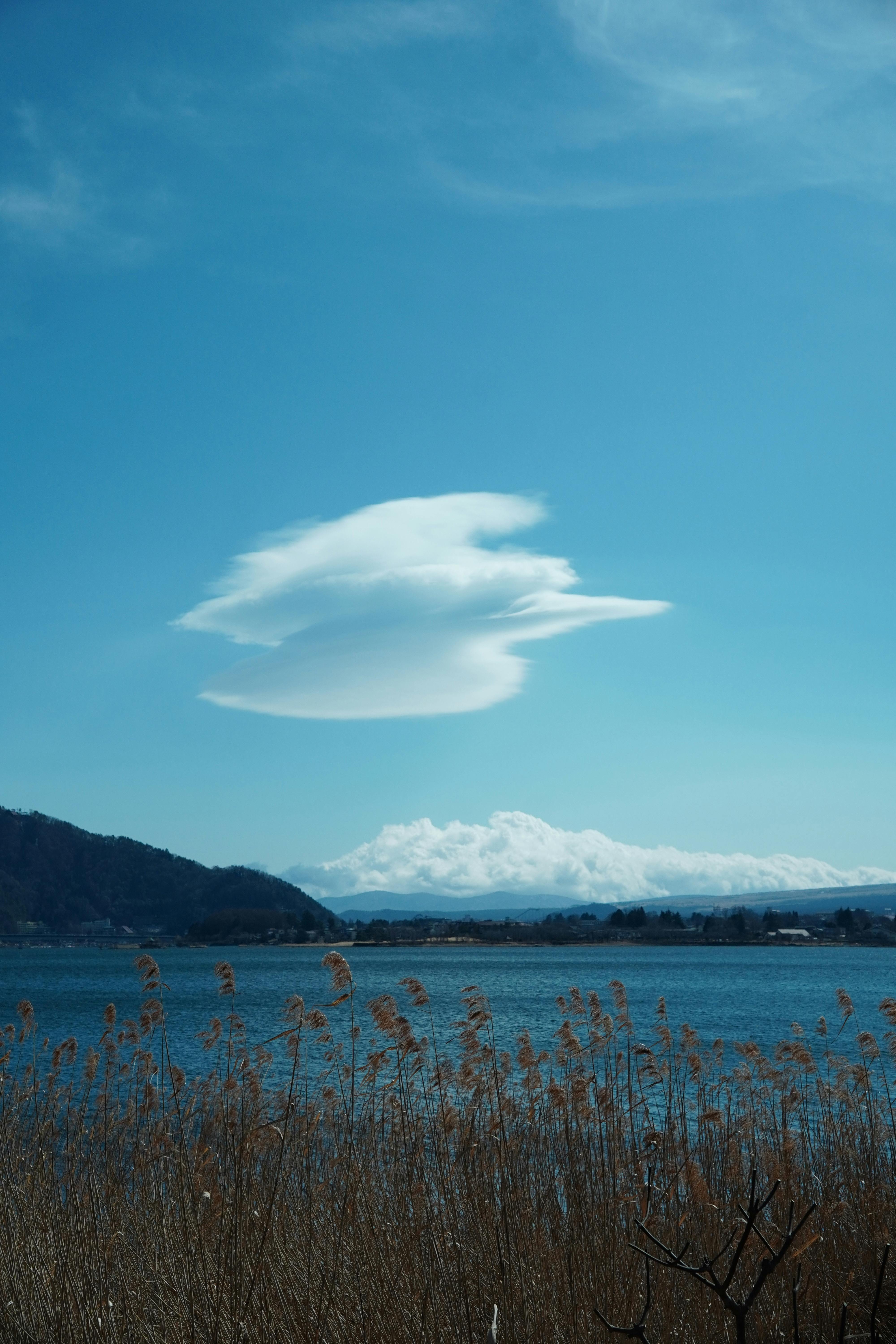 Blooming Flowers Surrounding Lake