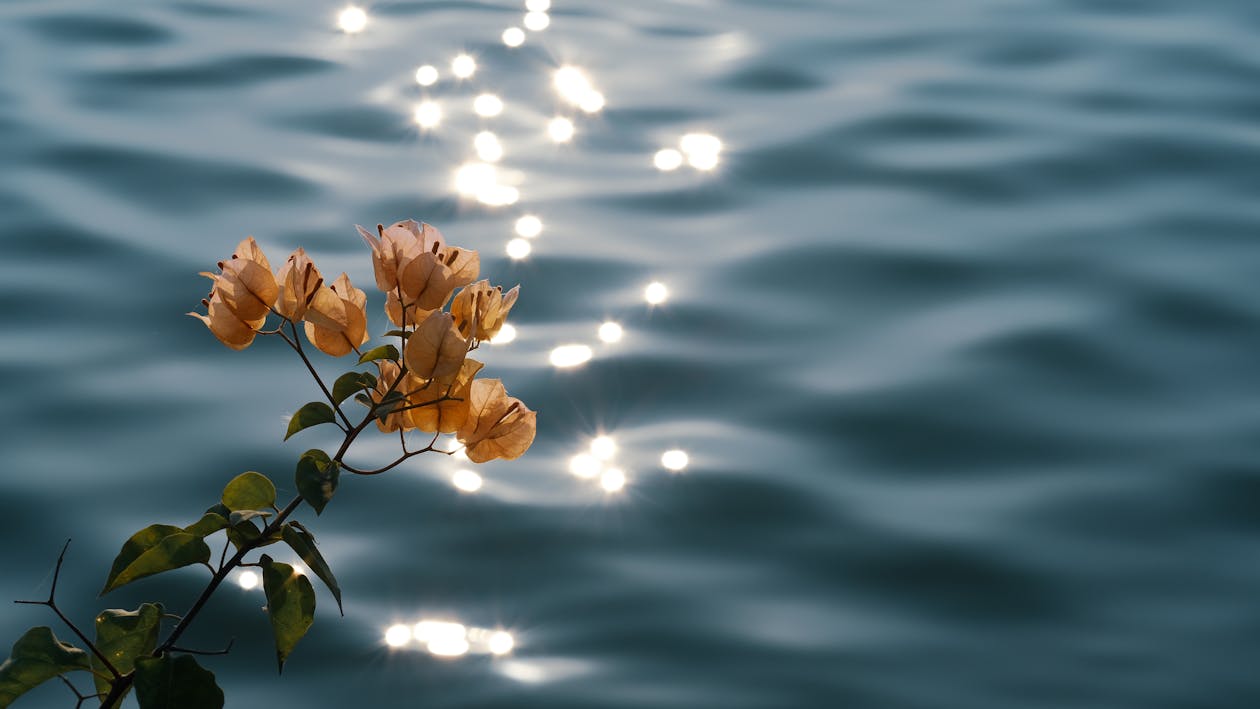 Close Up Of A Flower With Orange Petals
