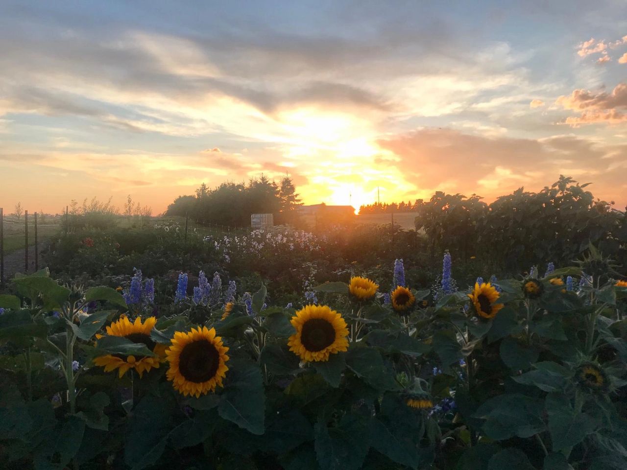 Meet the Grower: Surebloom Florals
