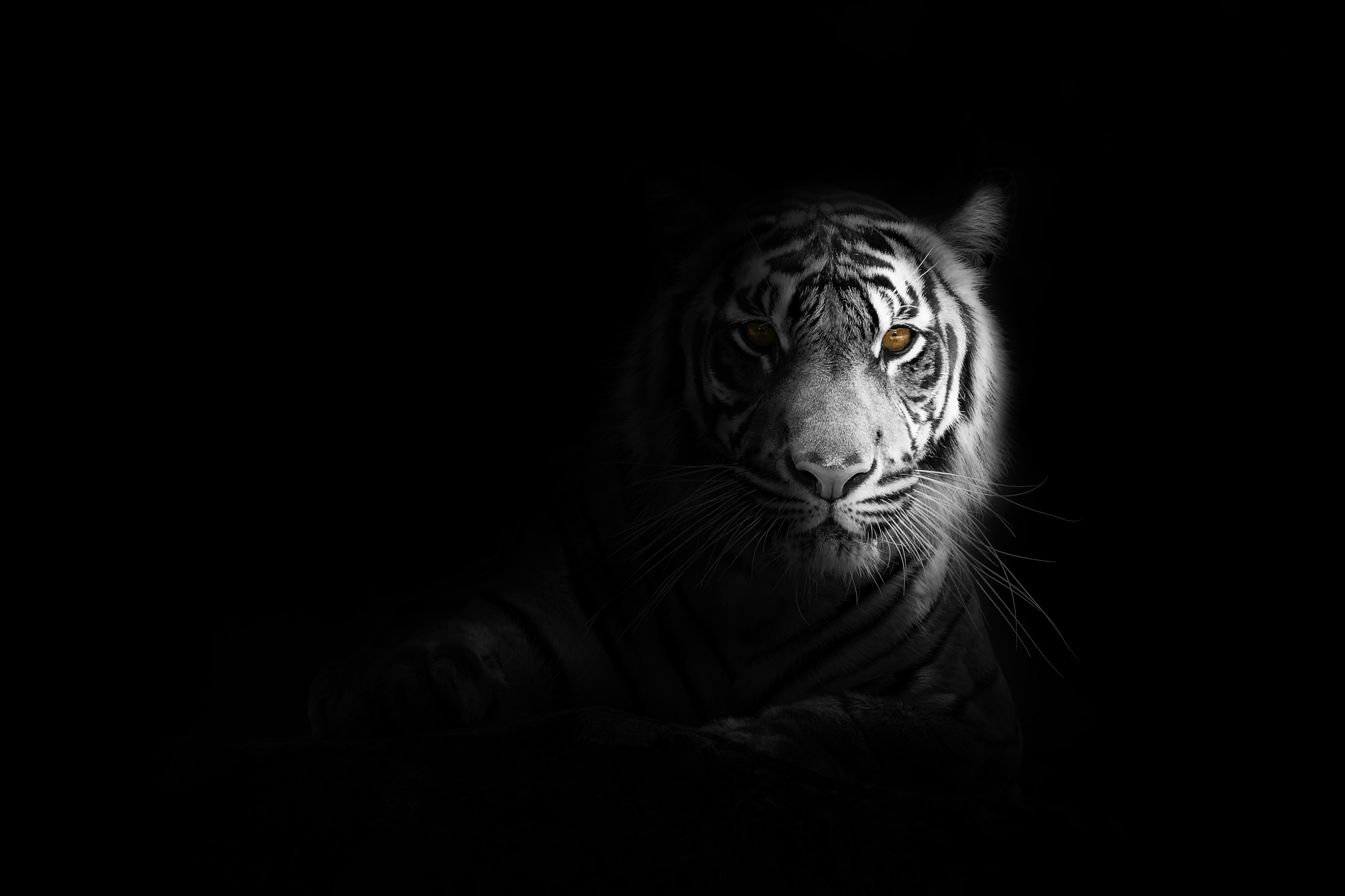 White tiger Wallpaper 4K, Dark