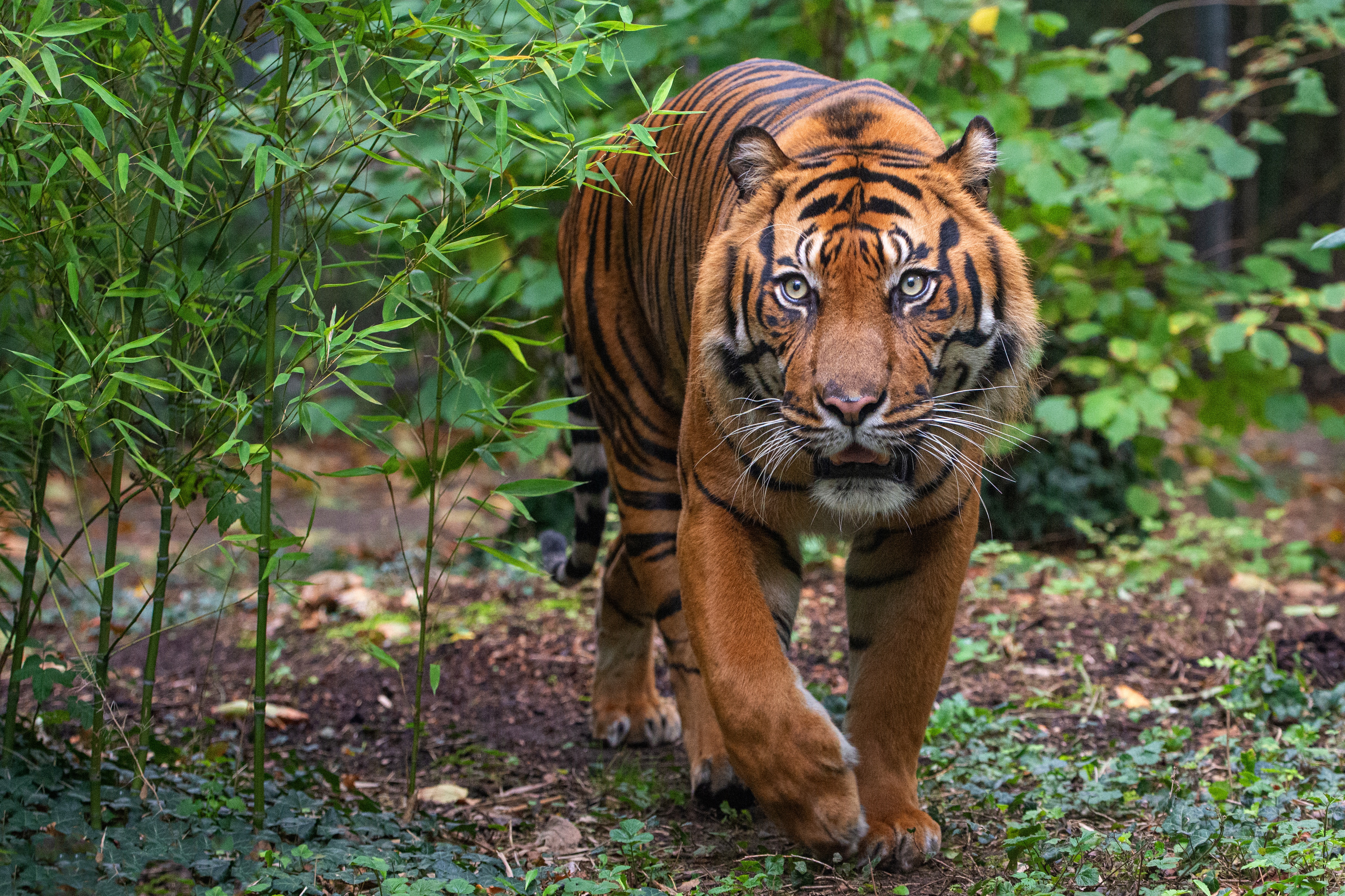 Download Animal Tiger 4k Ultra HD Wallpaper