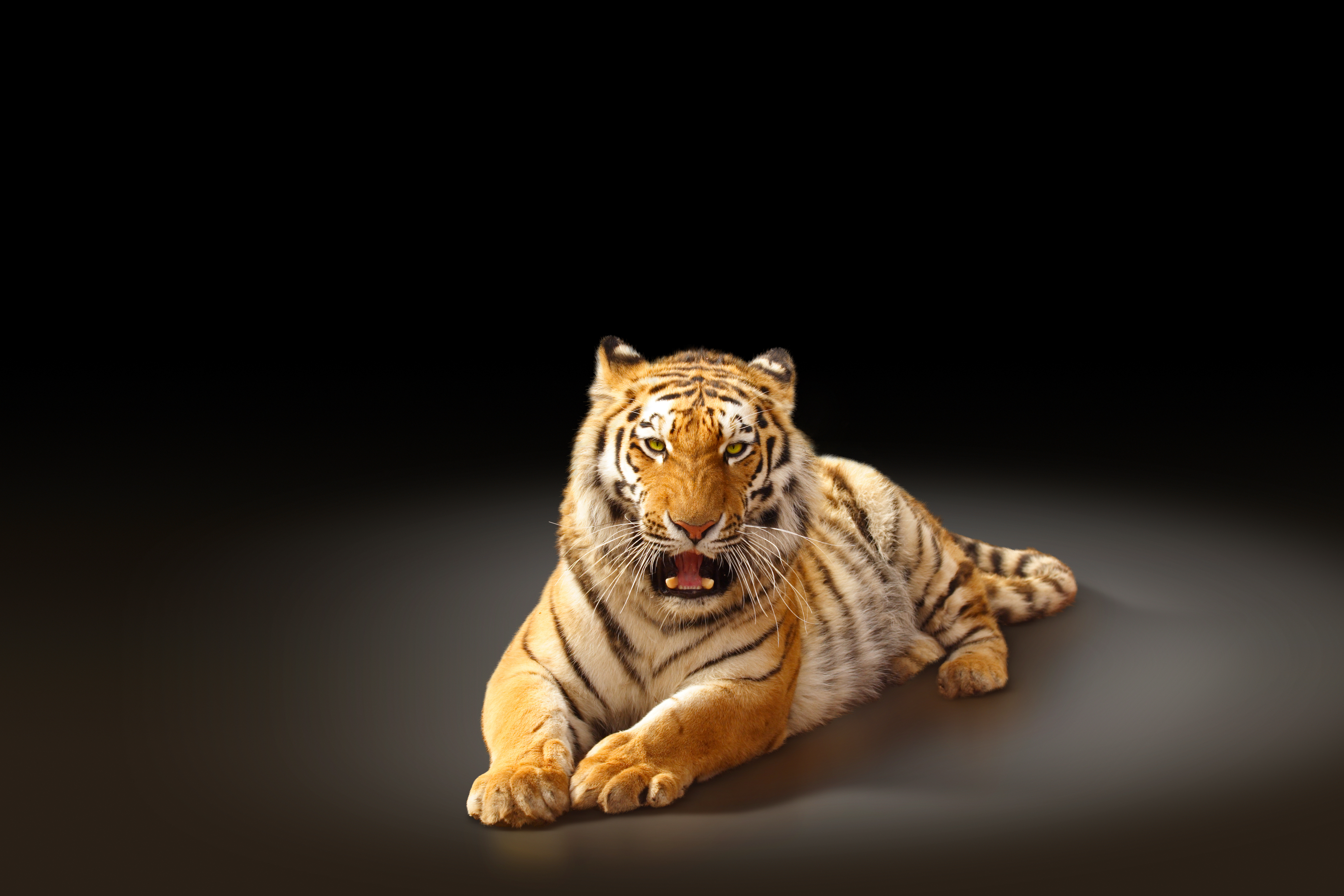 Stunning Tiger in 4K Ultra HD Wallpaper