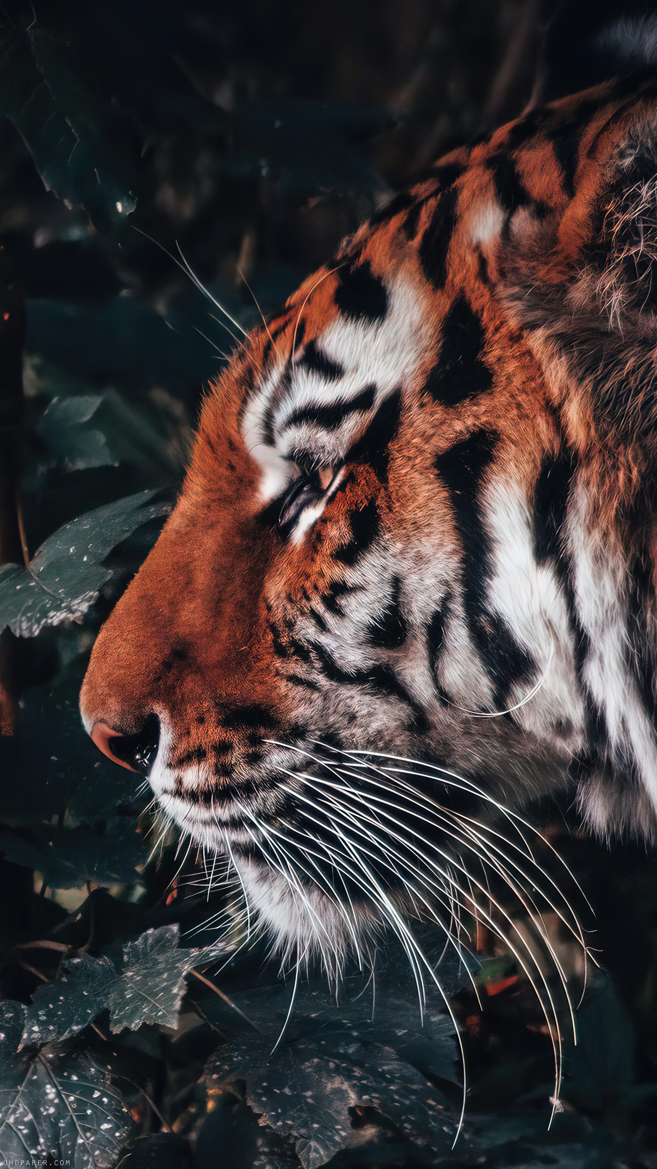 Tiger Animal 4K Wallpaper iPhone HD