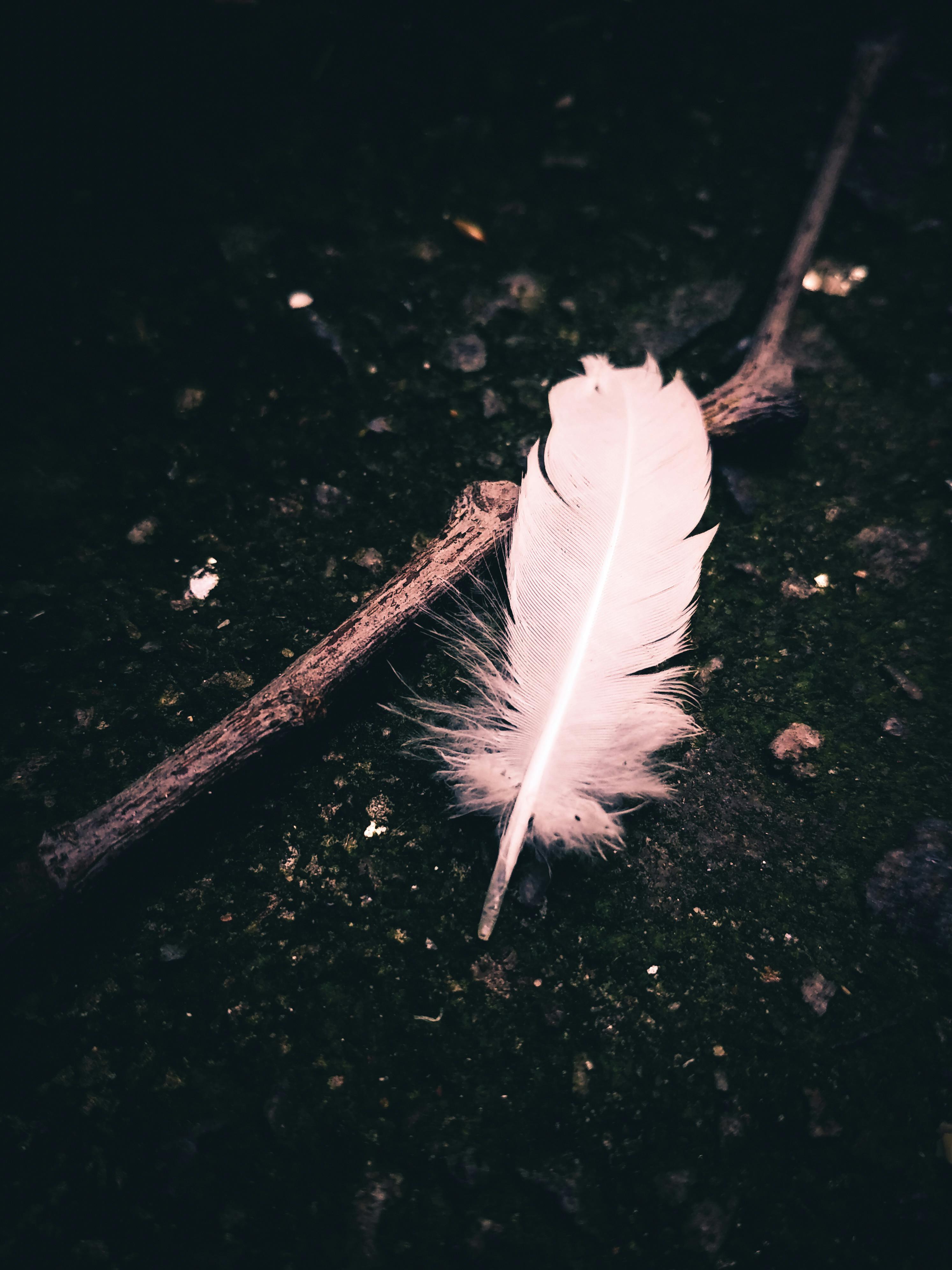 Feather & HD Image