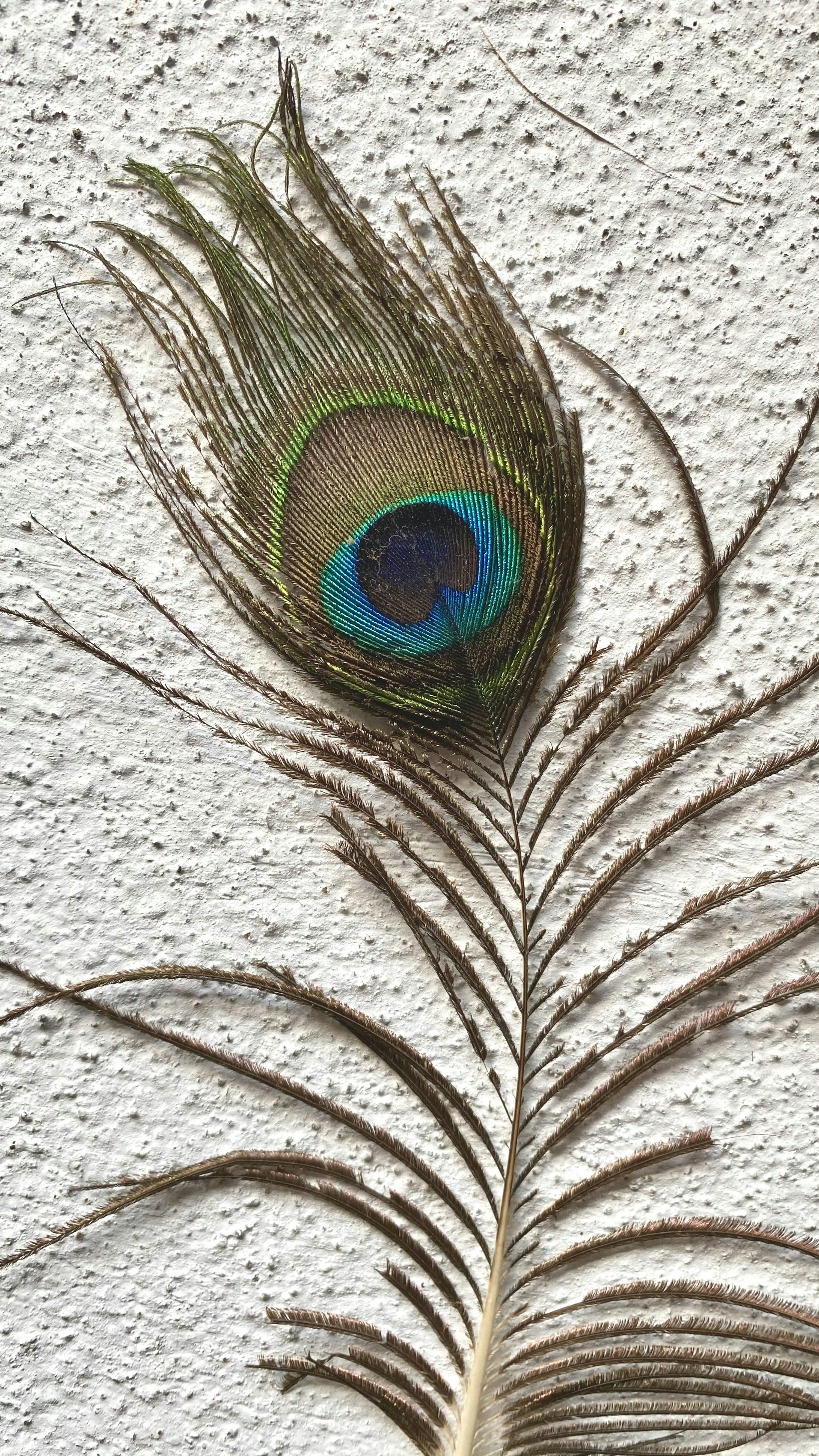 Peacock Feather Picture