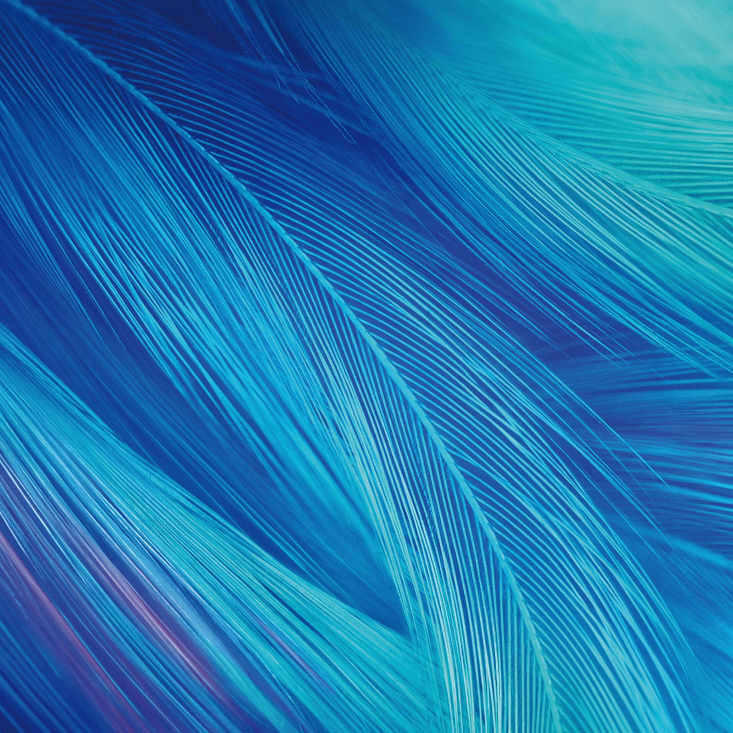 Feathers Wallpaper 4K, CGI, Blue, Teal