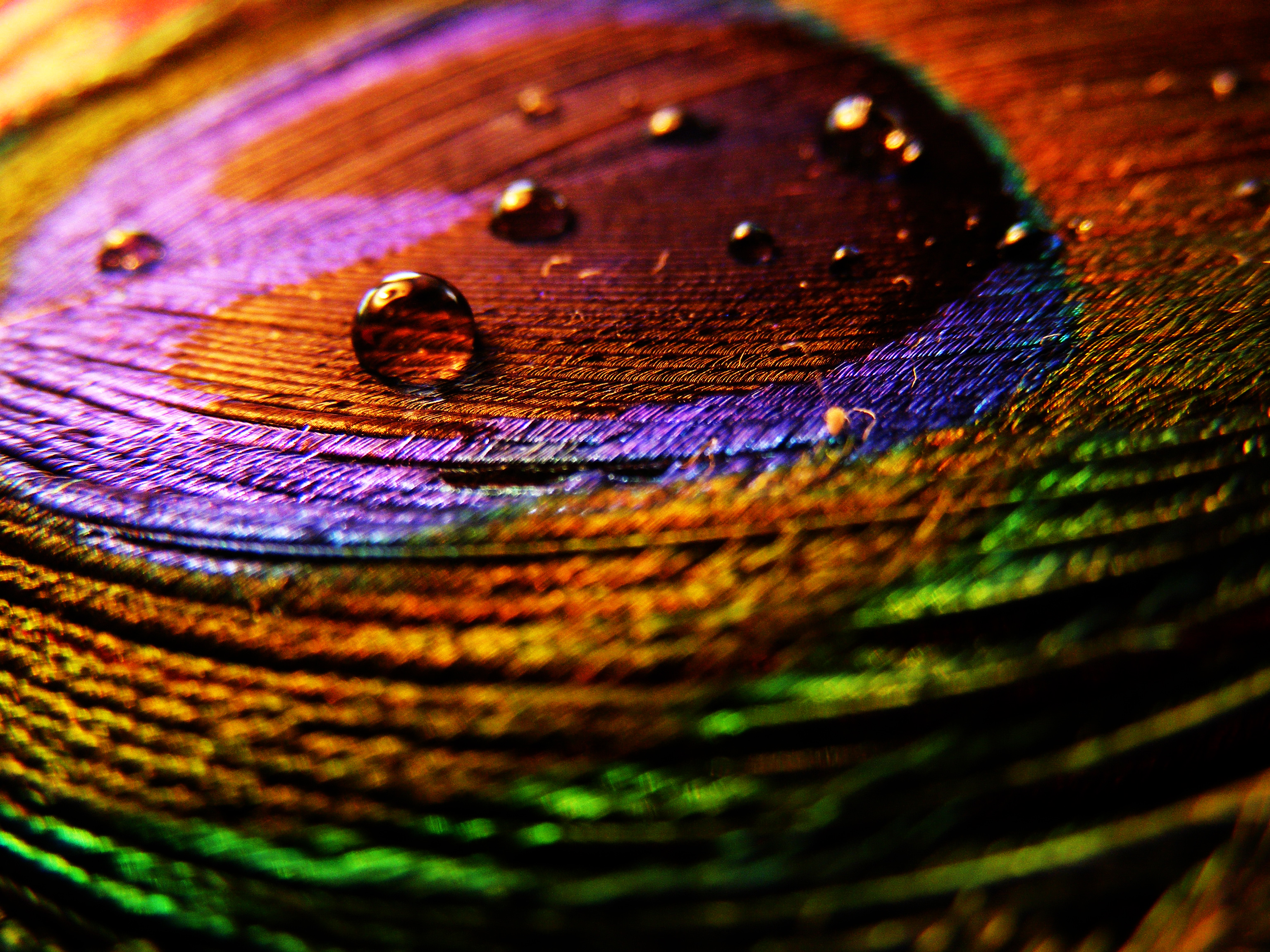Vibrant Water Drop on Colorful Feather