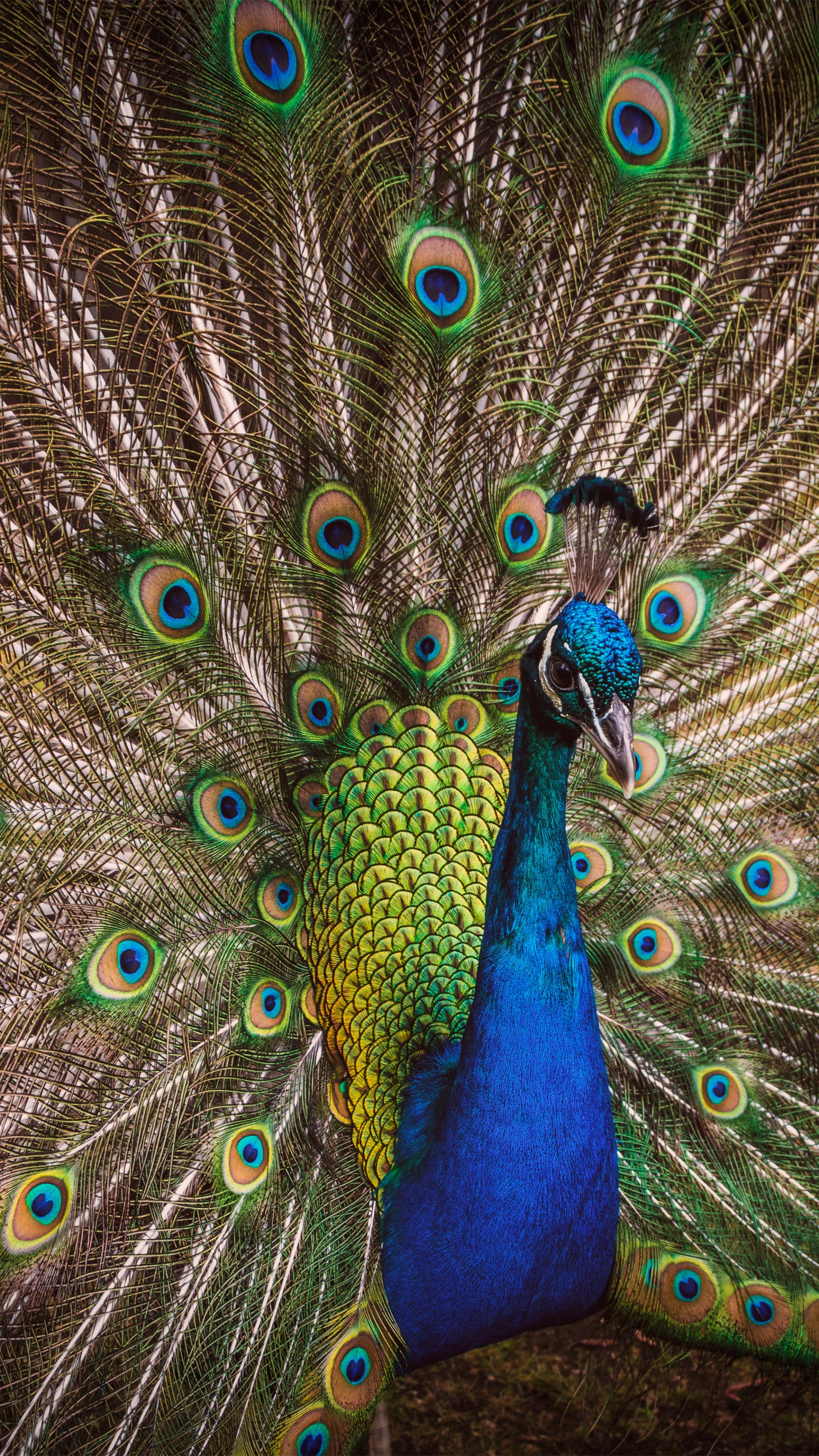 Blue Peacock Wallpaper 4K, Peafowl