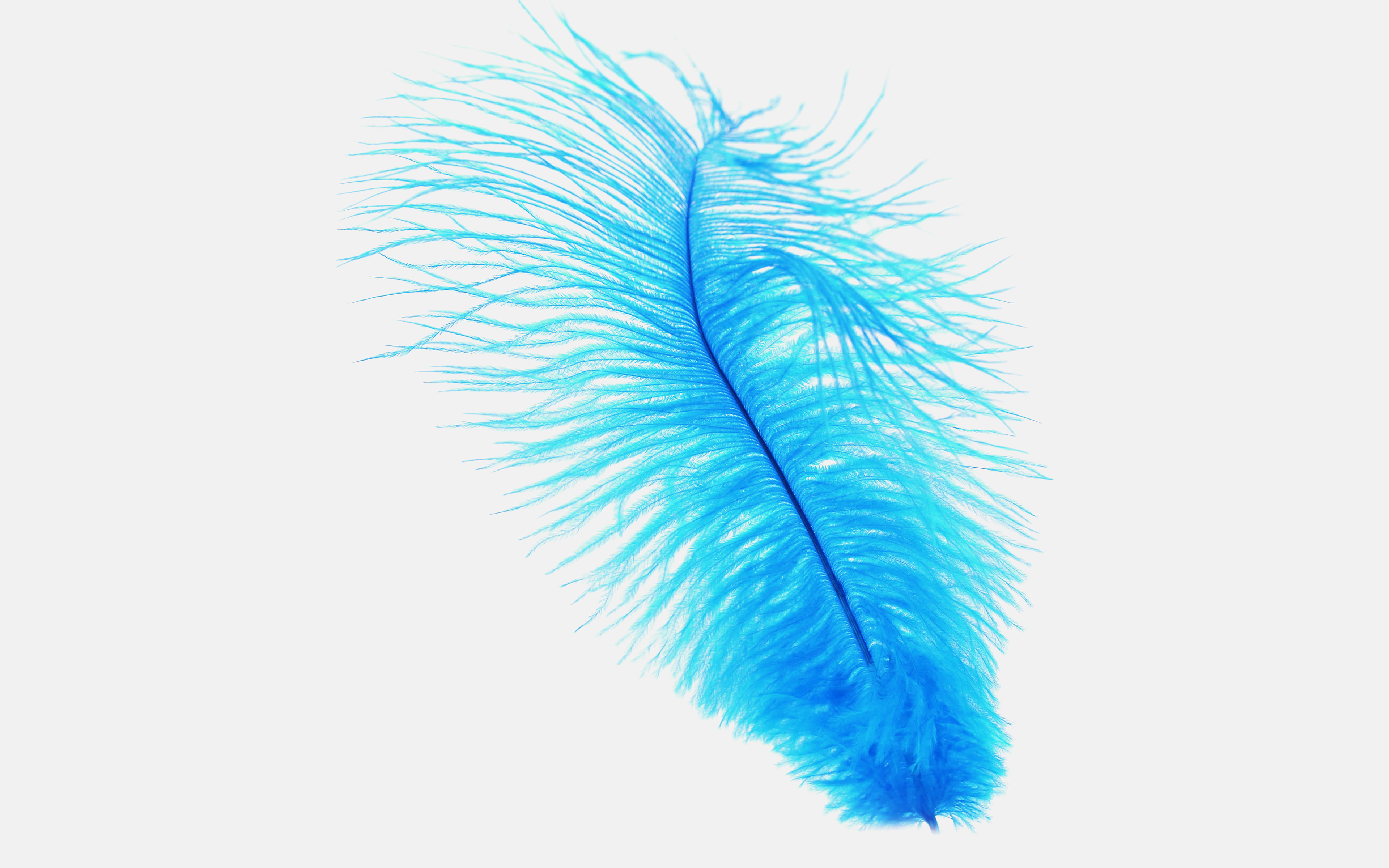 Feather Blue White Nature Minimal