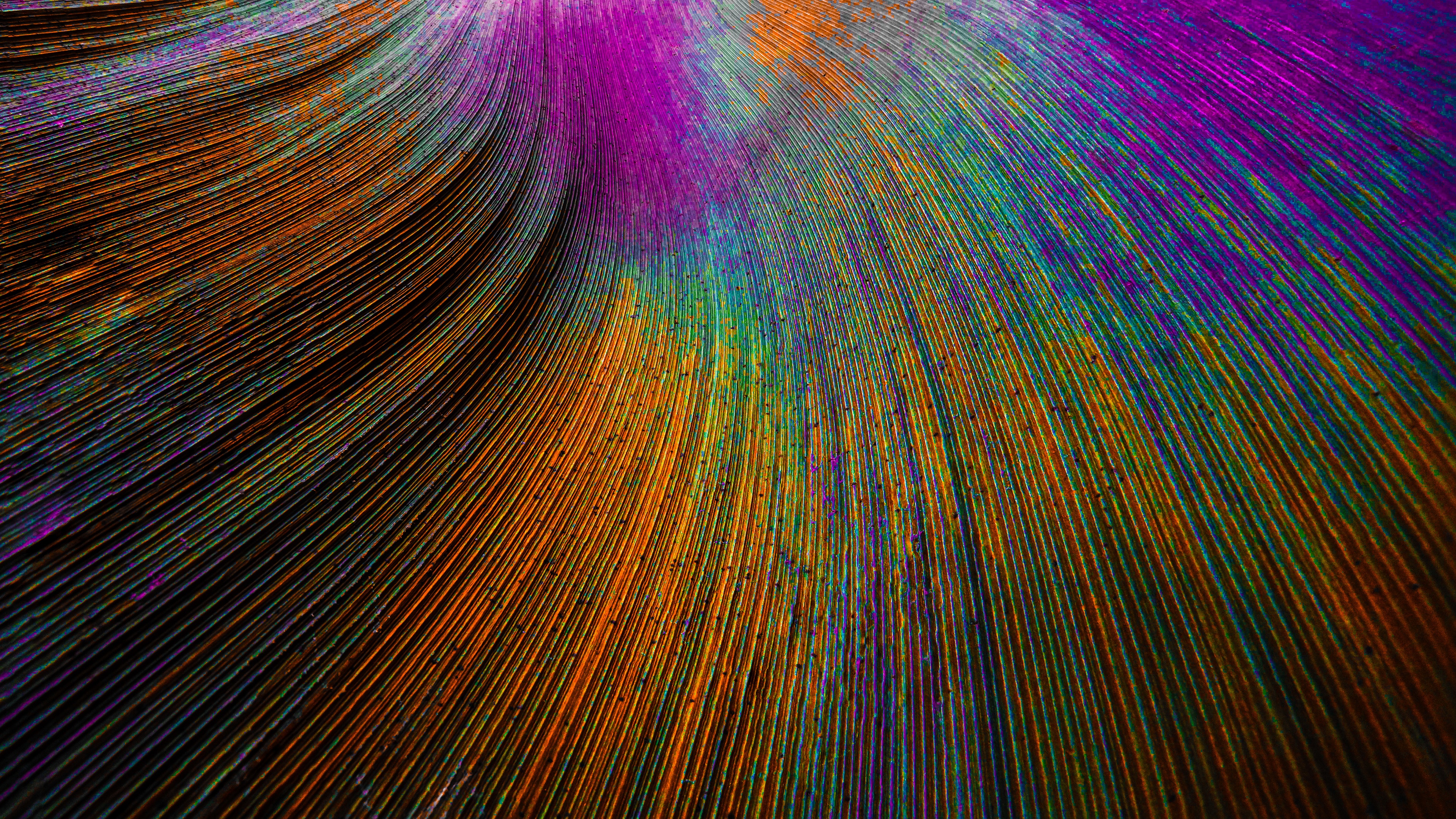 Peacock feather Wallpaper 4K, Curved