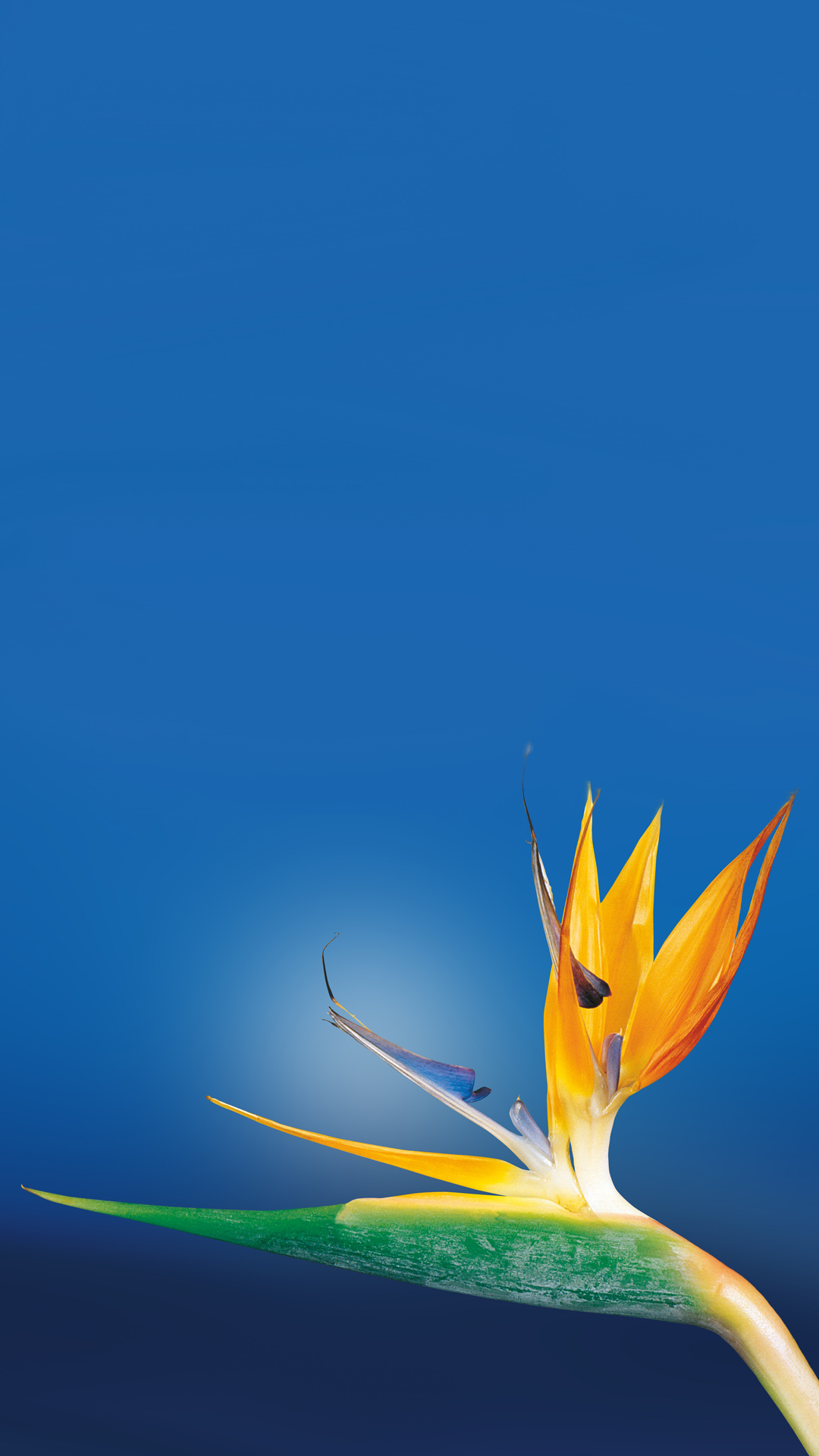 Paradise iPhone 7 Wallpaper