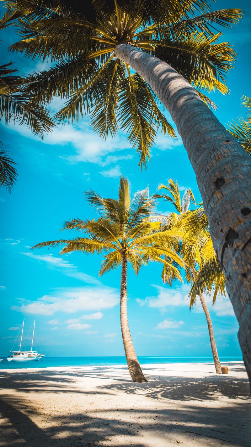 Download wallpaper 800x1420 palm trees