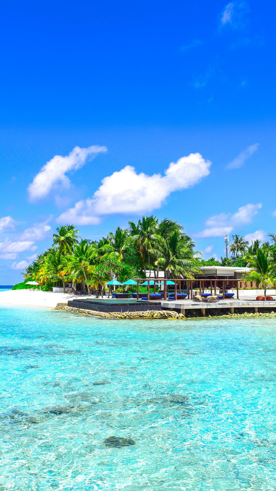 Download wallpaper 938x1668 palms
