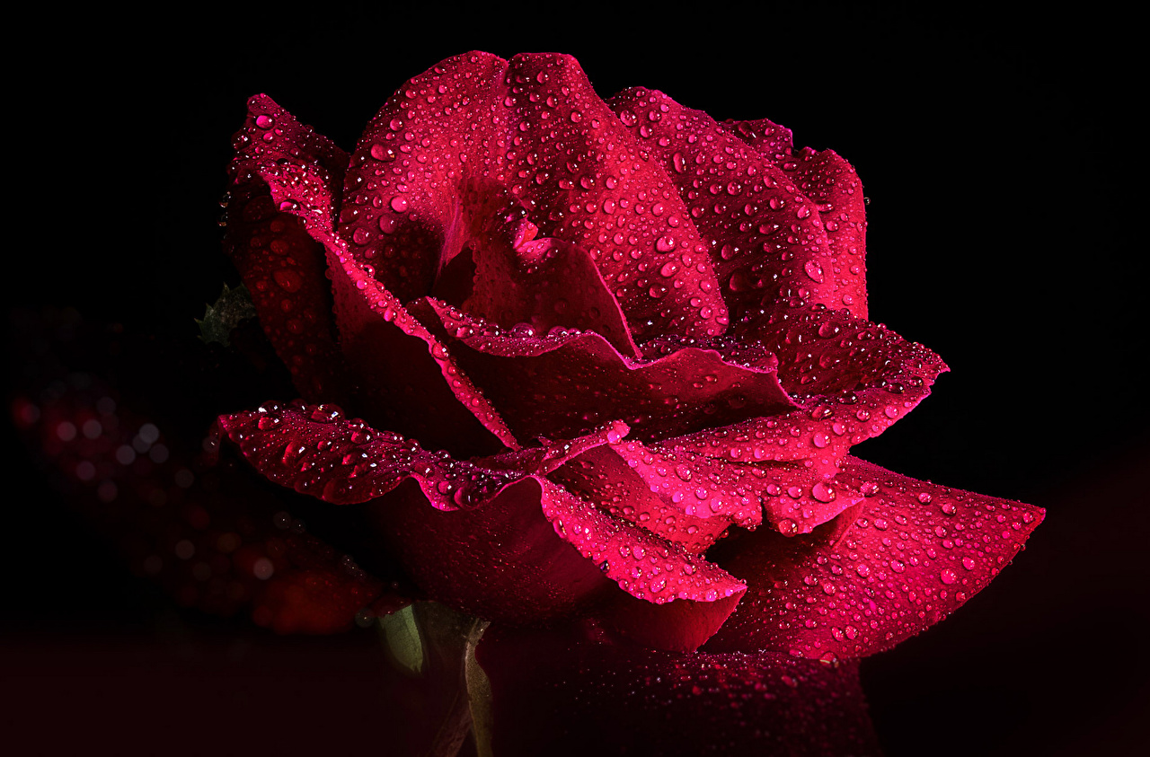 Desktop Wallpaper Roses burgundy Drops