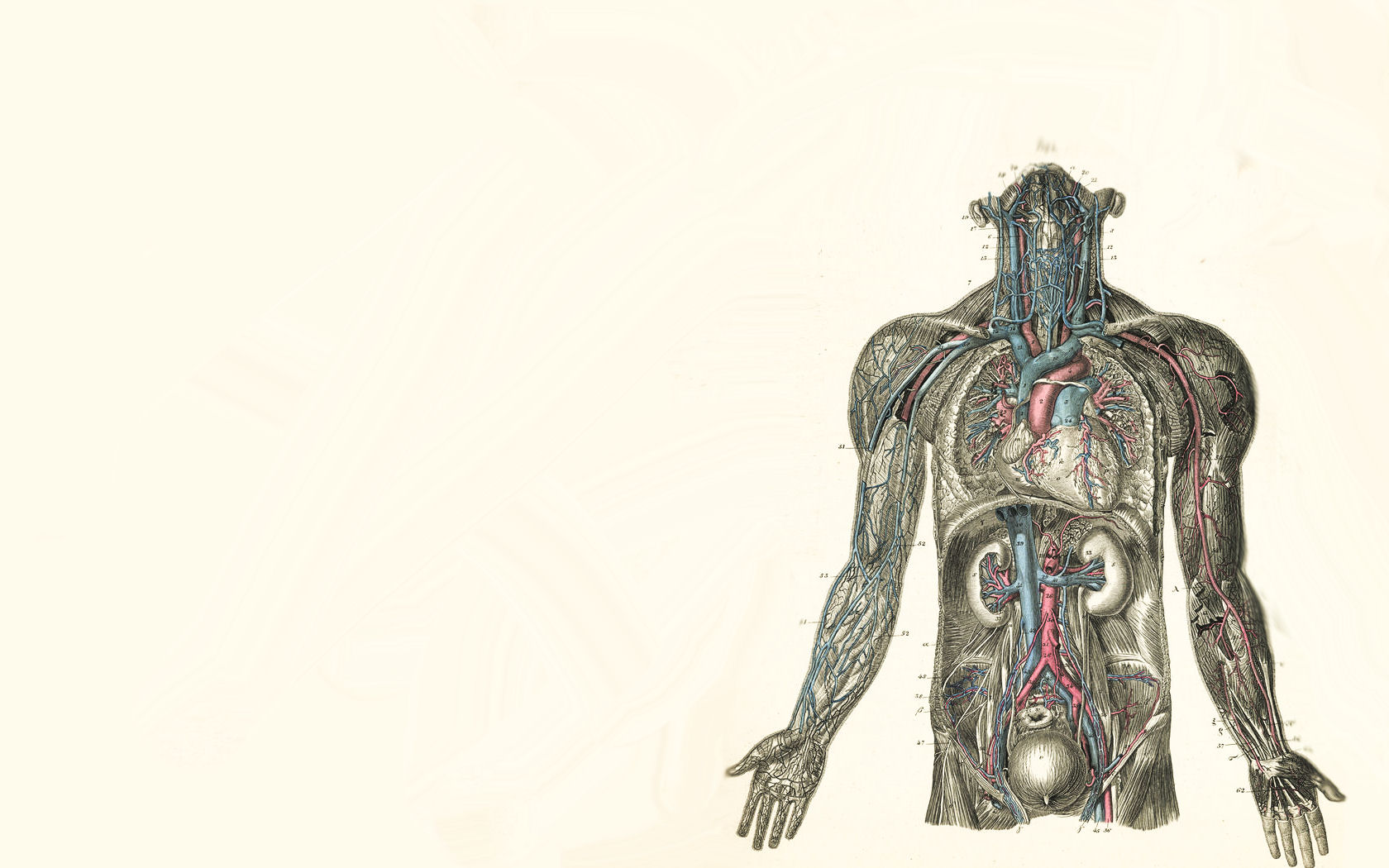 4K Ultra HD Medical Wallpaper: Body