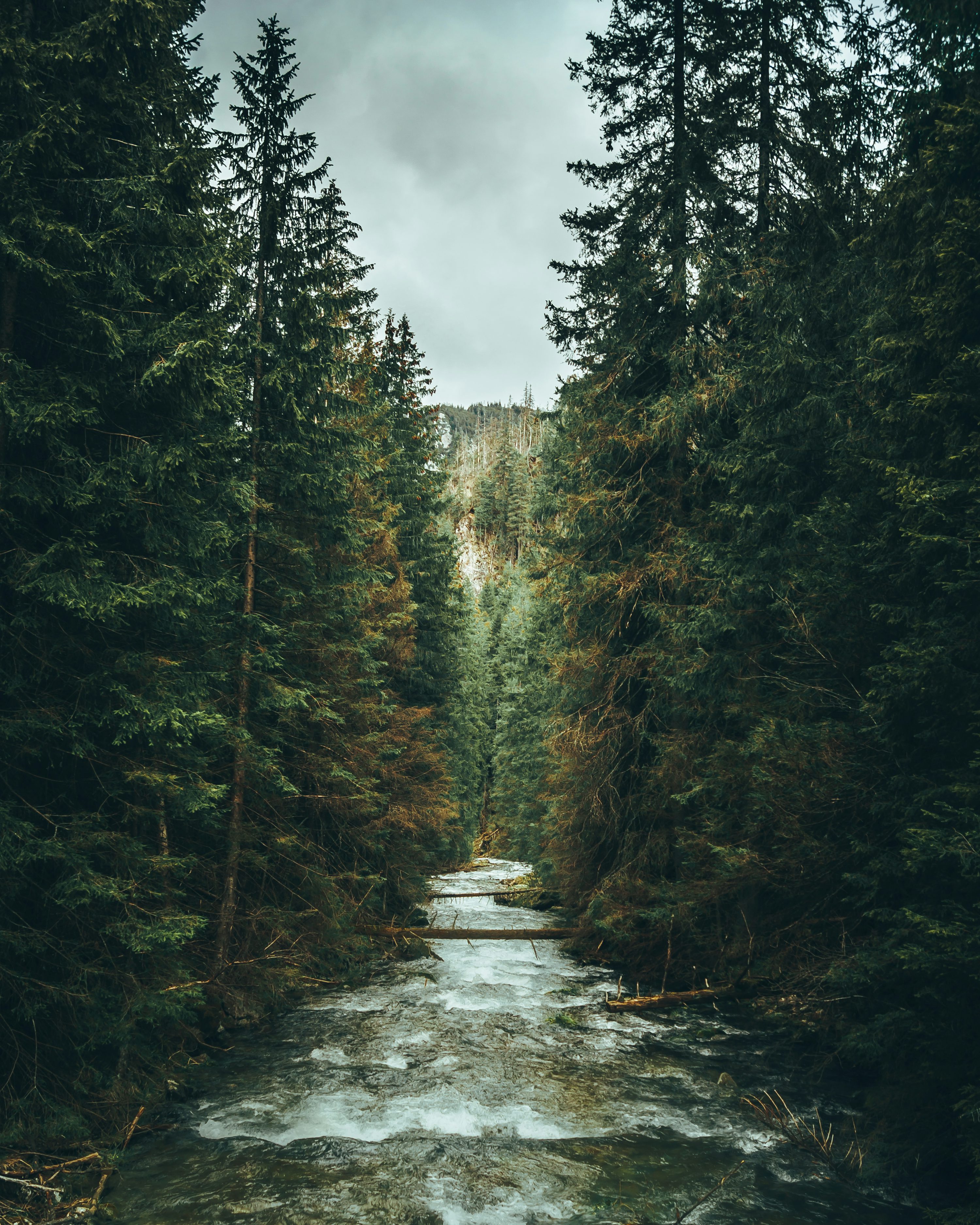 Forest River Picture. Download Free