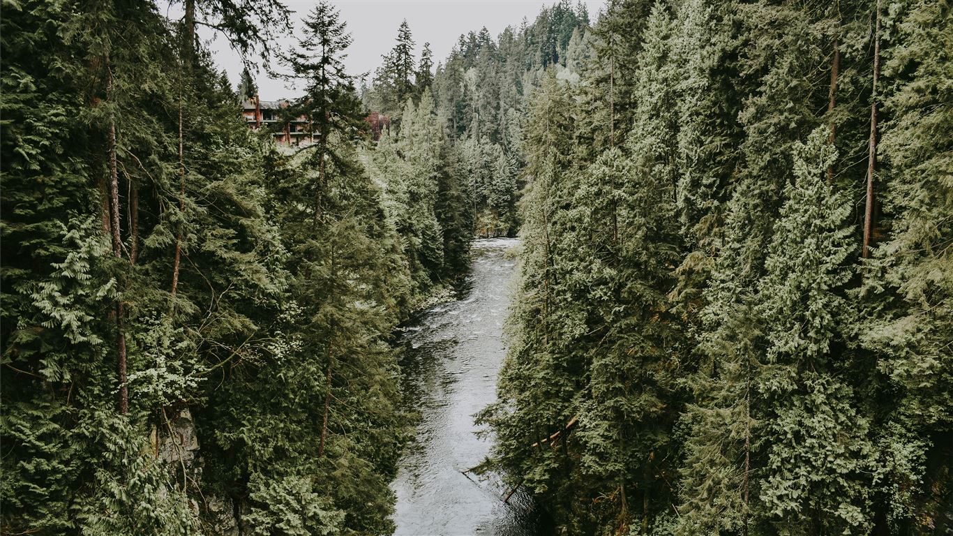 River in evergreen woods Mac Wallpaper