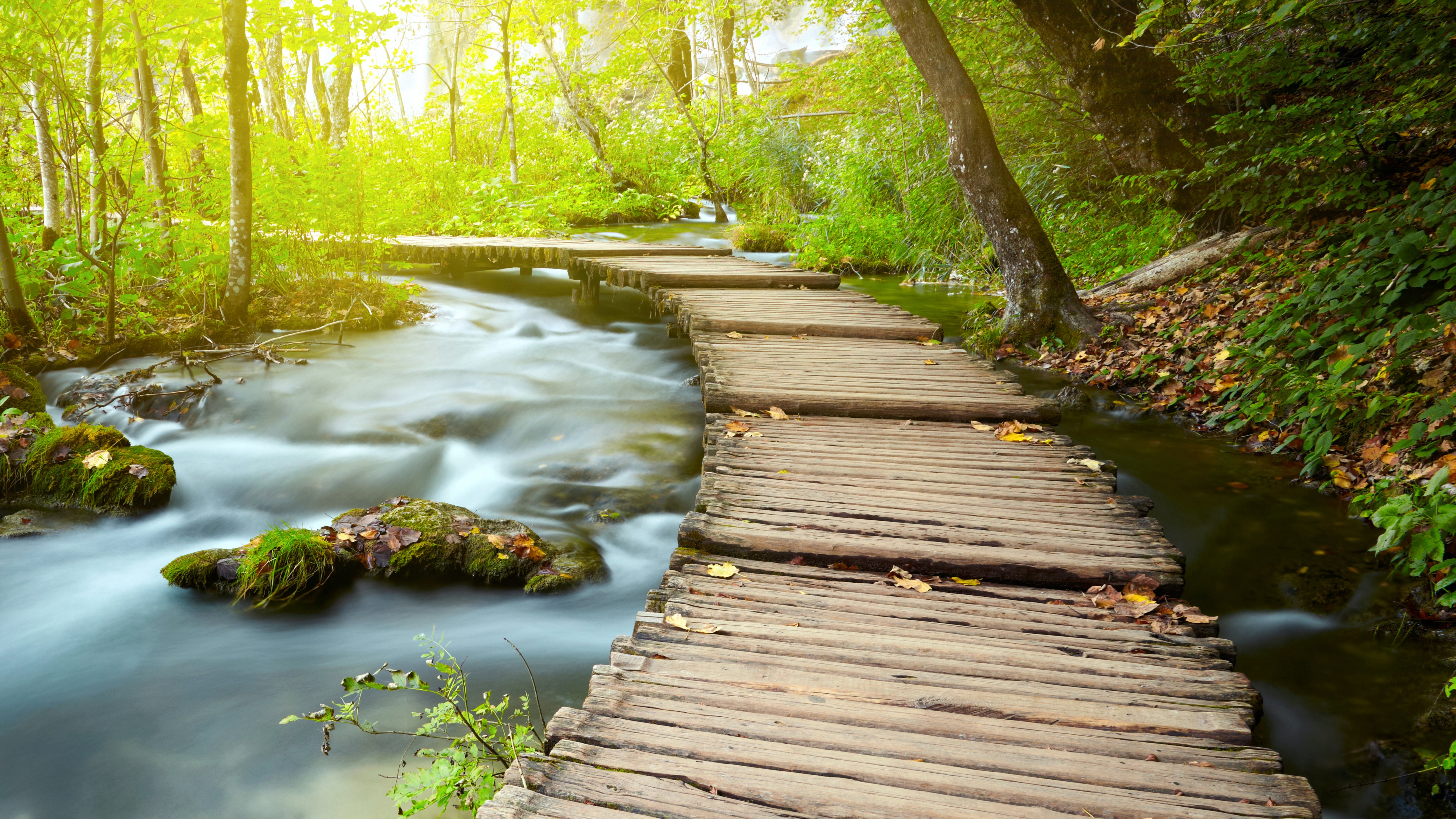 Wooden pier Wallpaper 4K, Forest, Green