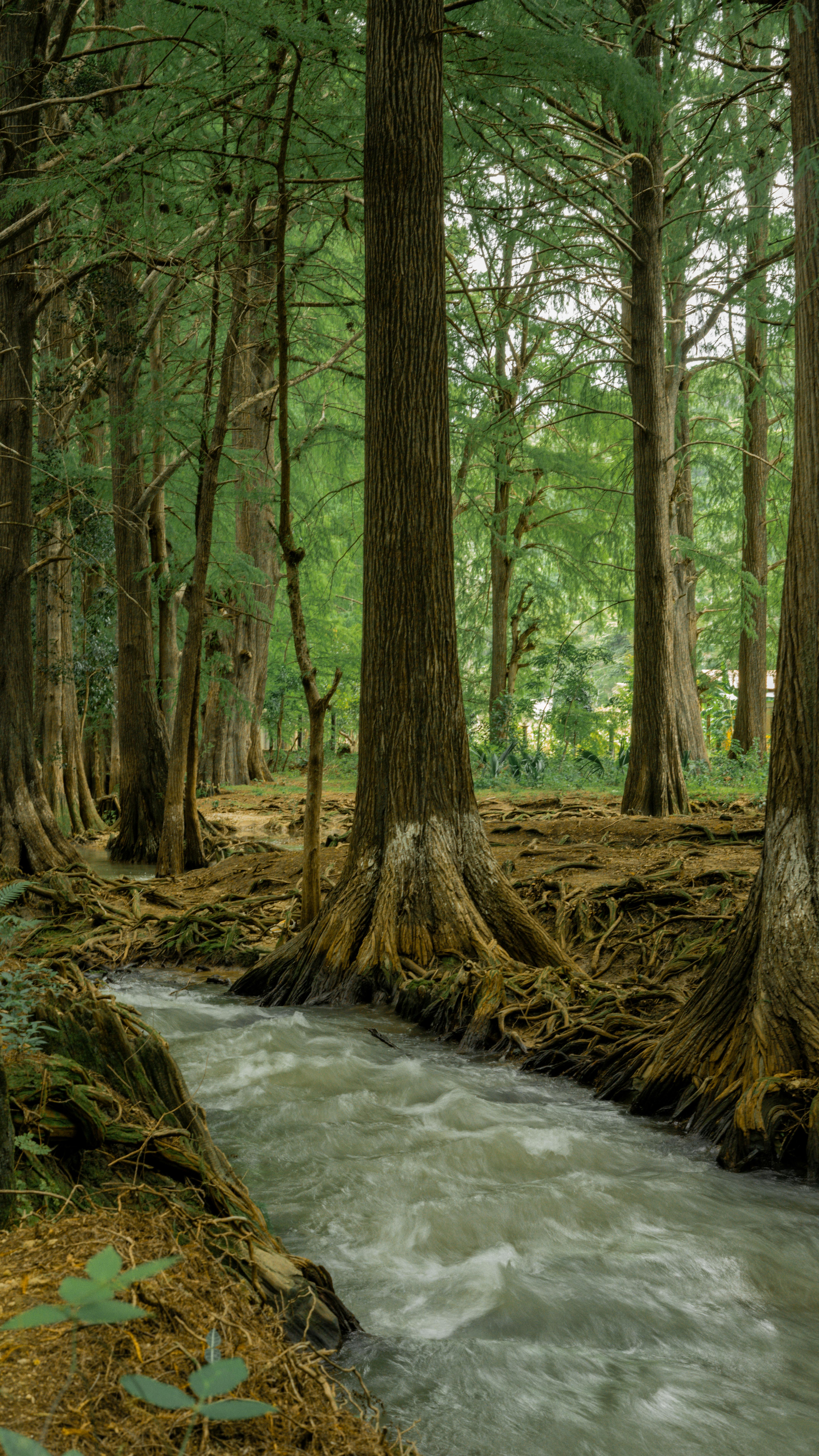 A River in a Forest · Free
