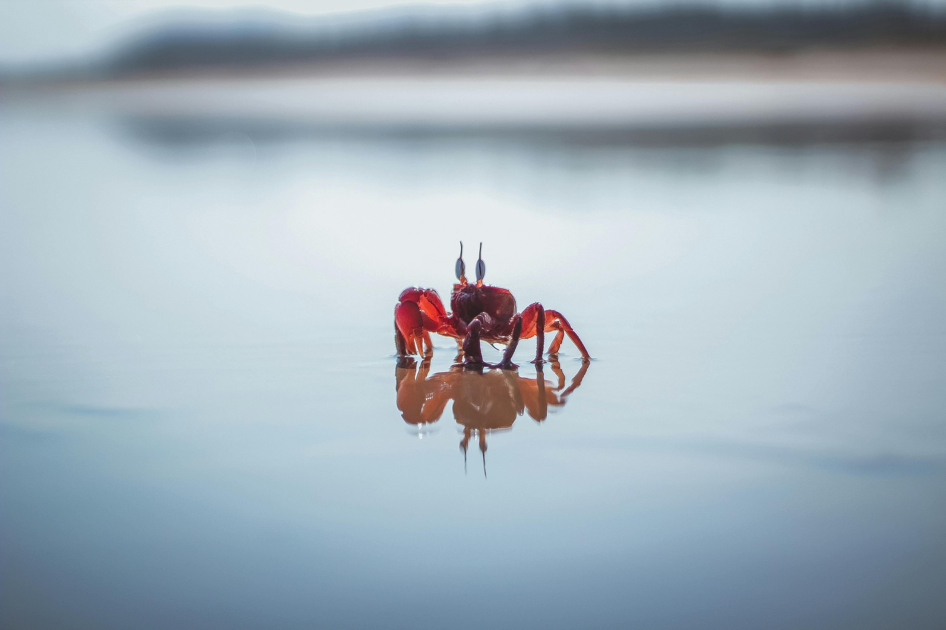 Most Popular Cute Crab Wallpaper