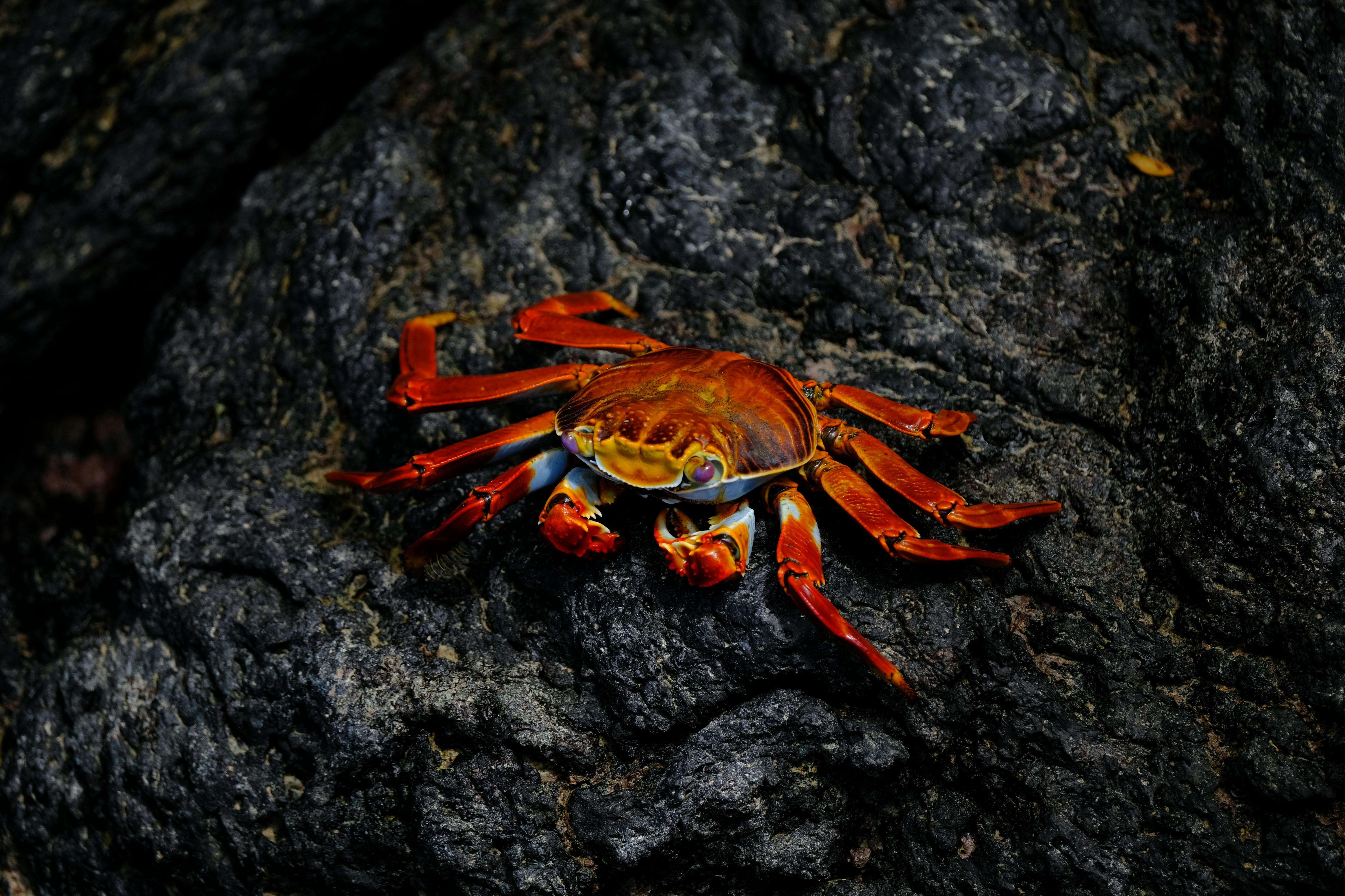 Crab Photo, Download The BEST Free