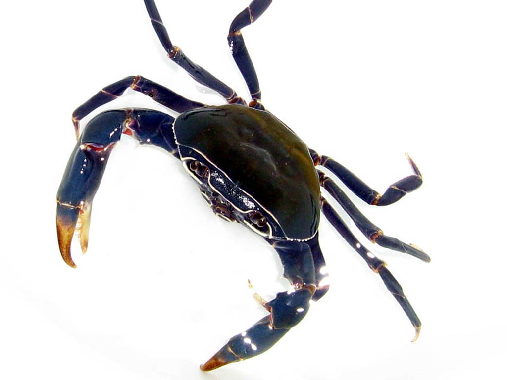 Free Blue Crab Wallpaper download
