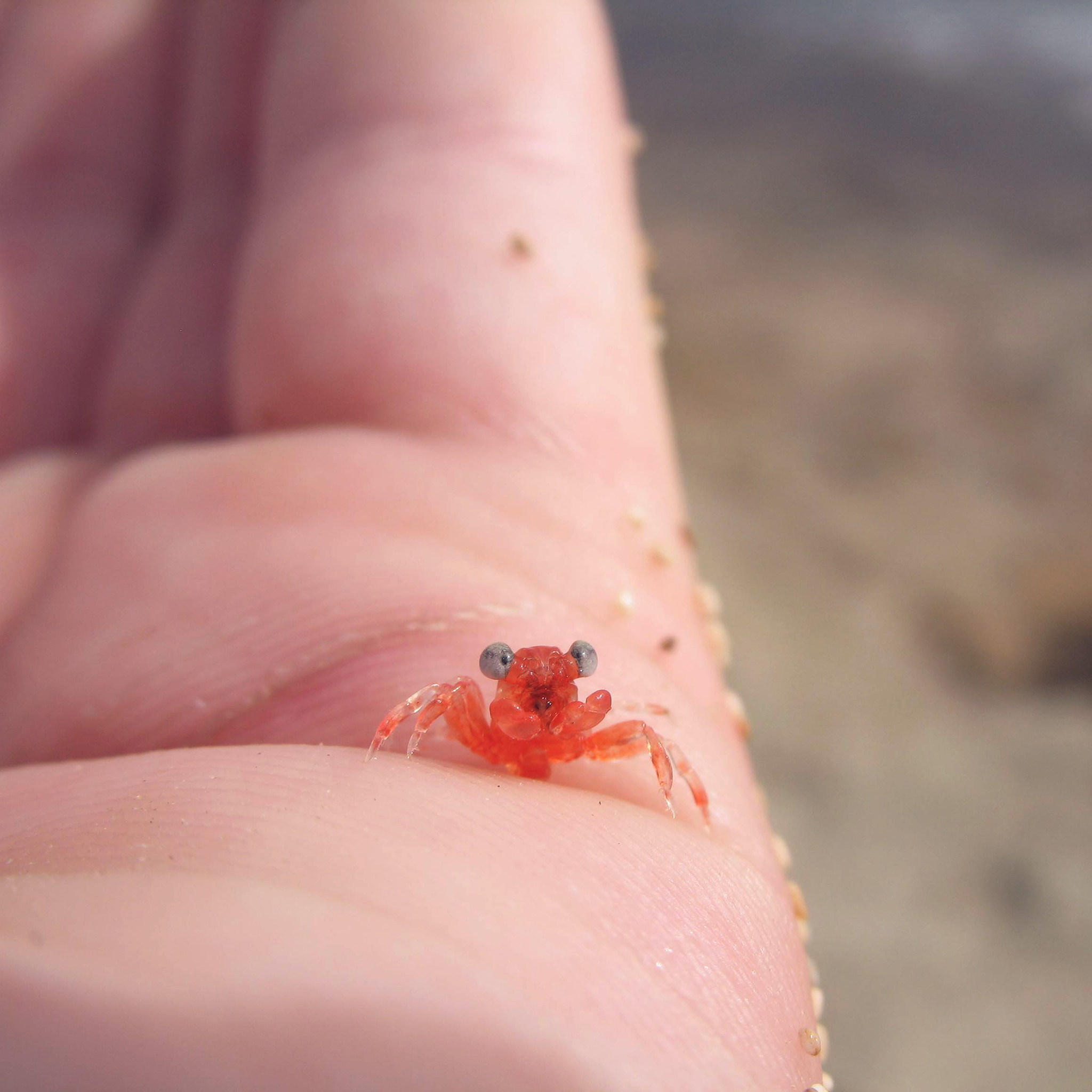 Tiny Little Crab Hand Animal Sea