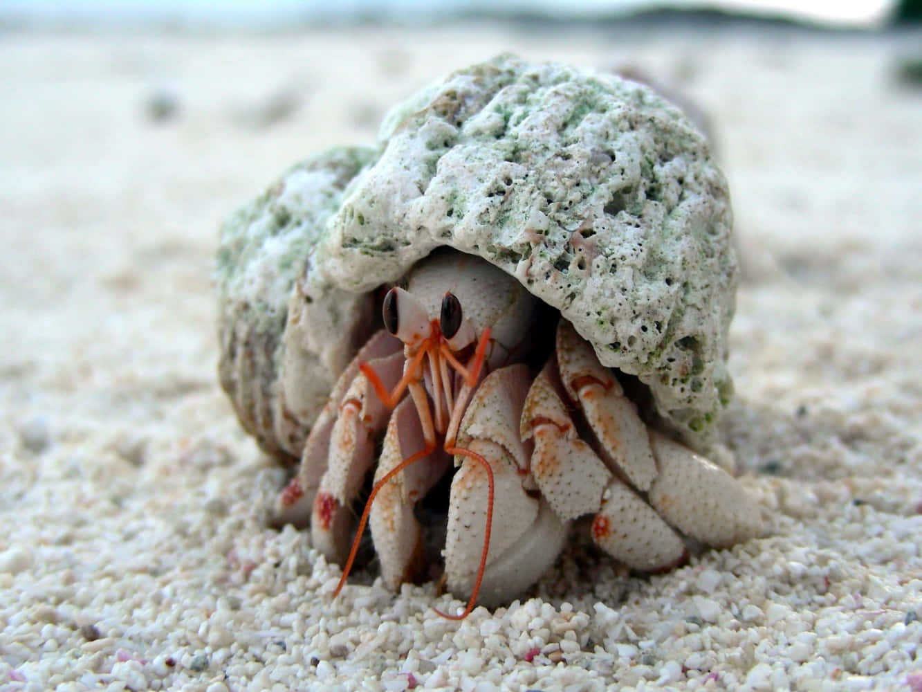 Download A Hermit Crab Venturing On