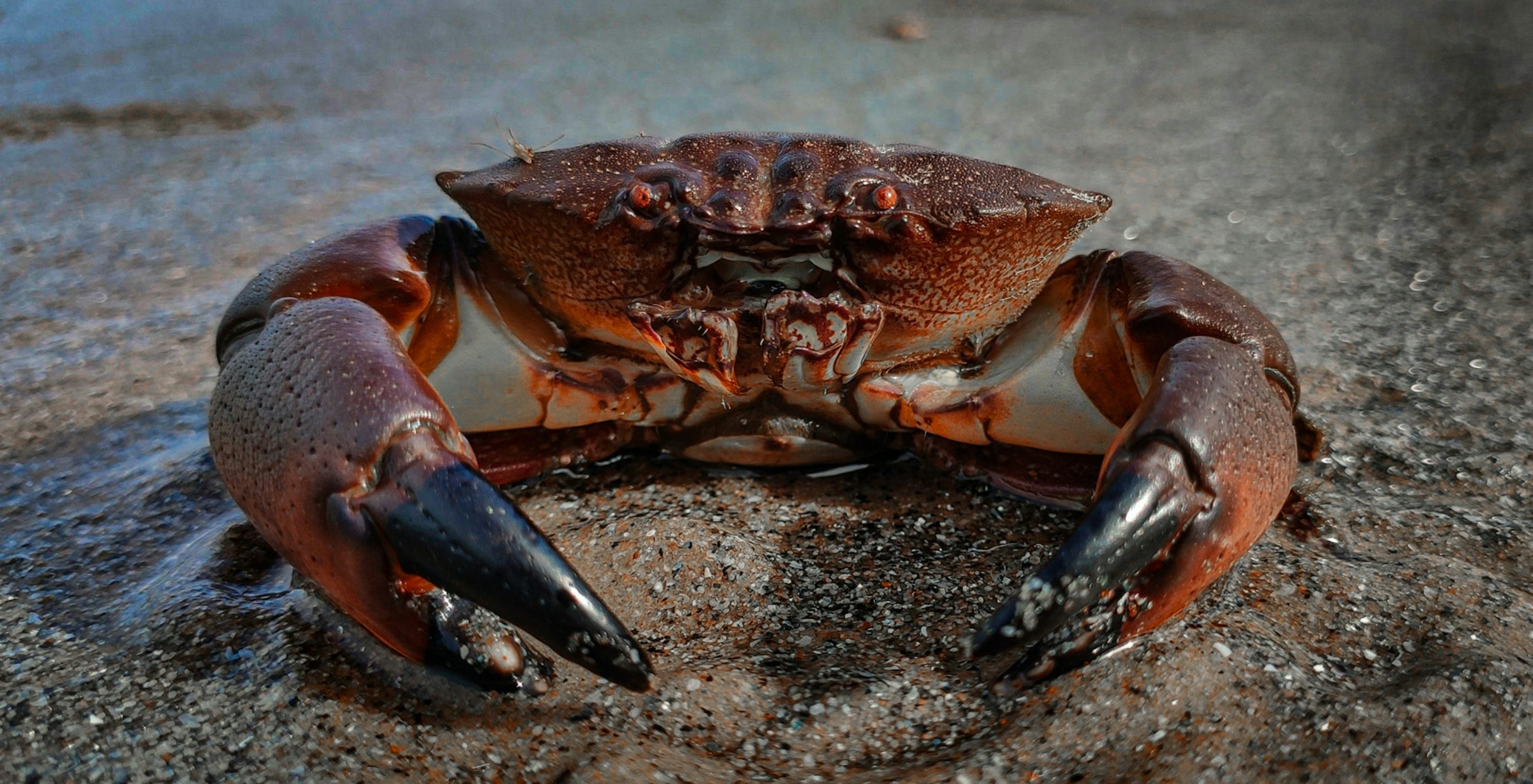 Crab Picture [HQ]. Download Free