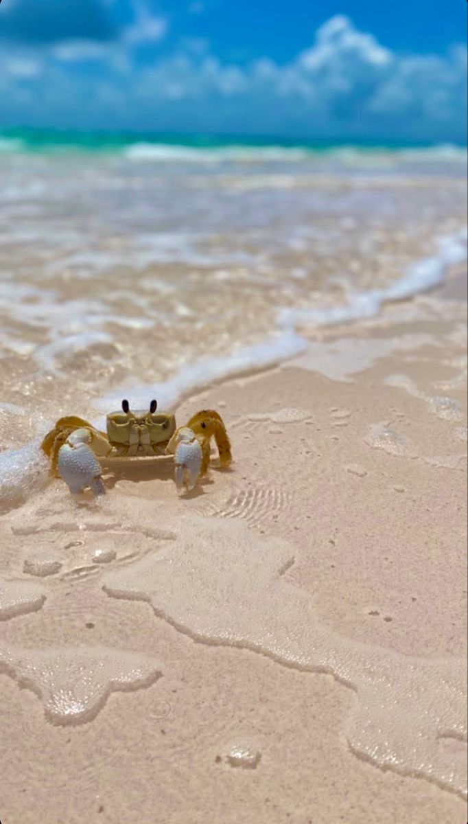 baby crab in the bahamas