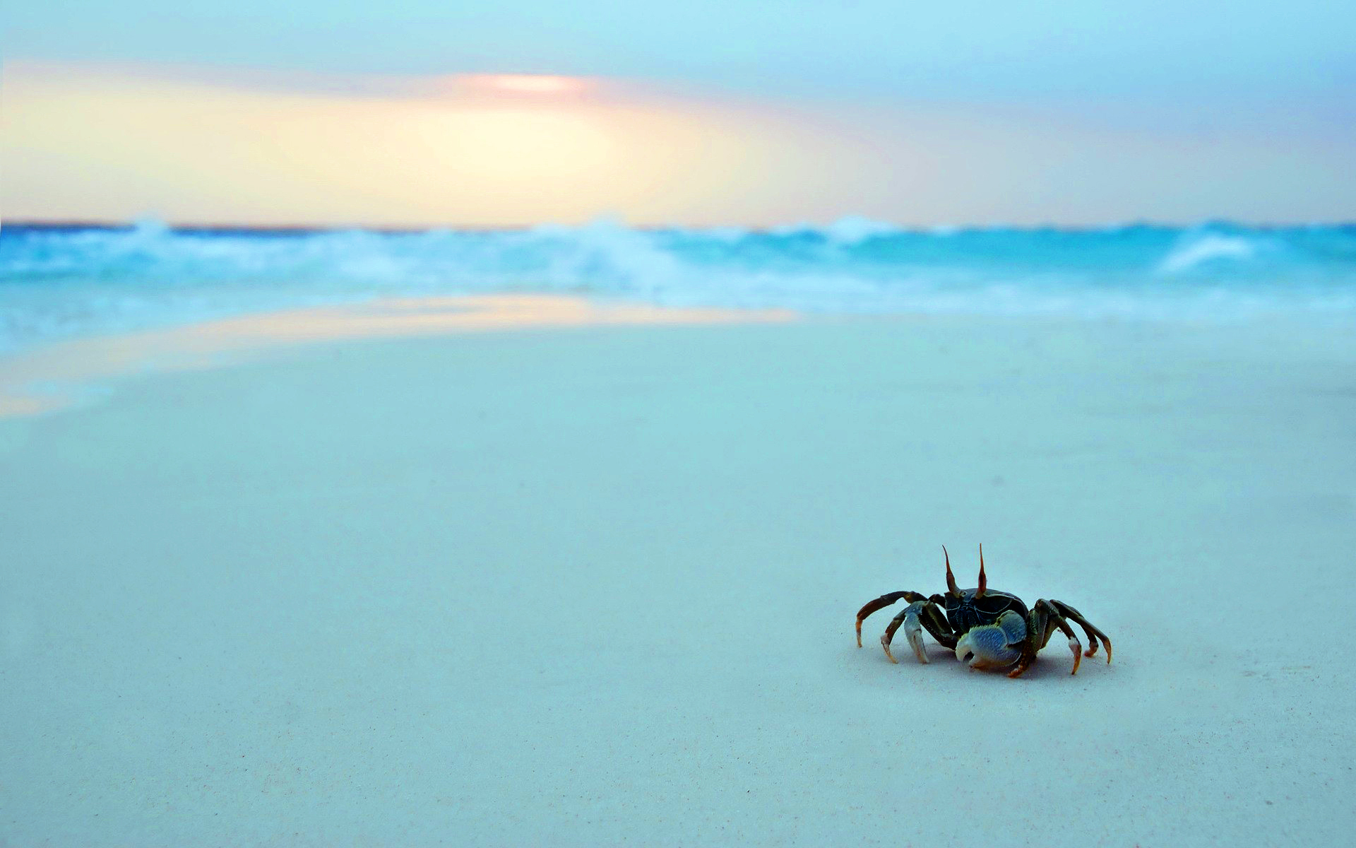 To The Sea Crab Wallpaper