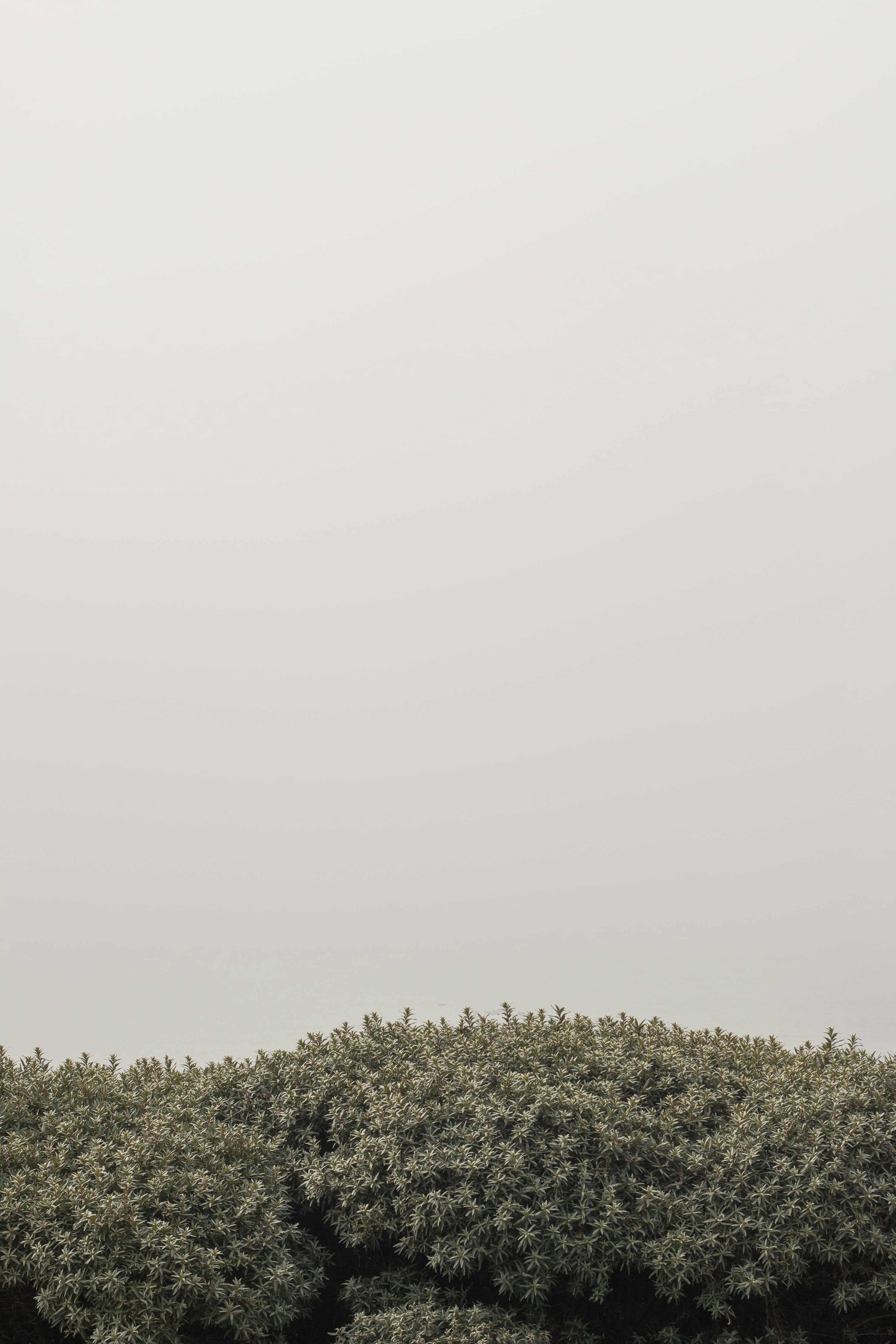 Minimalist iPhone Picture