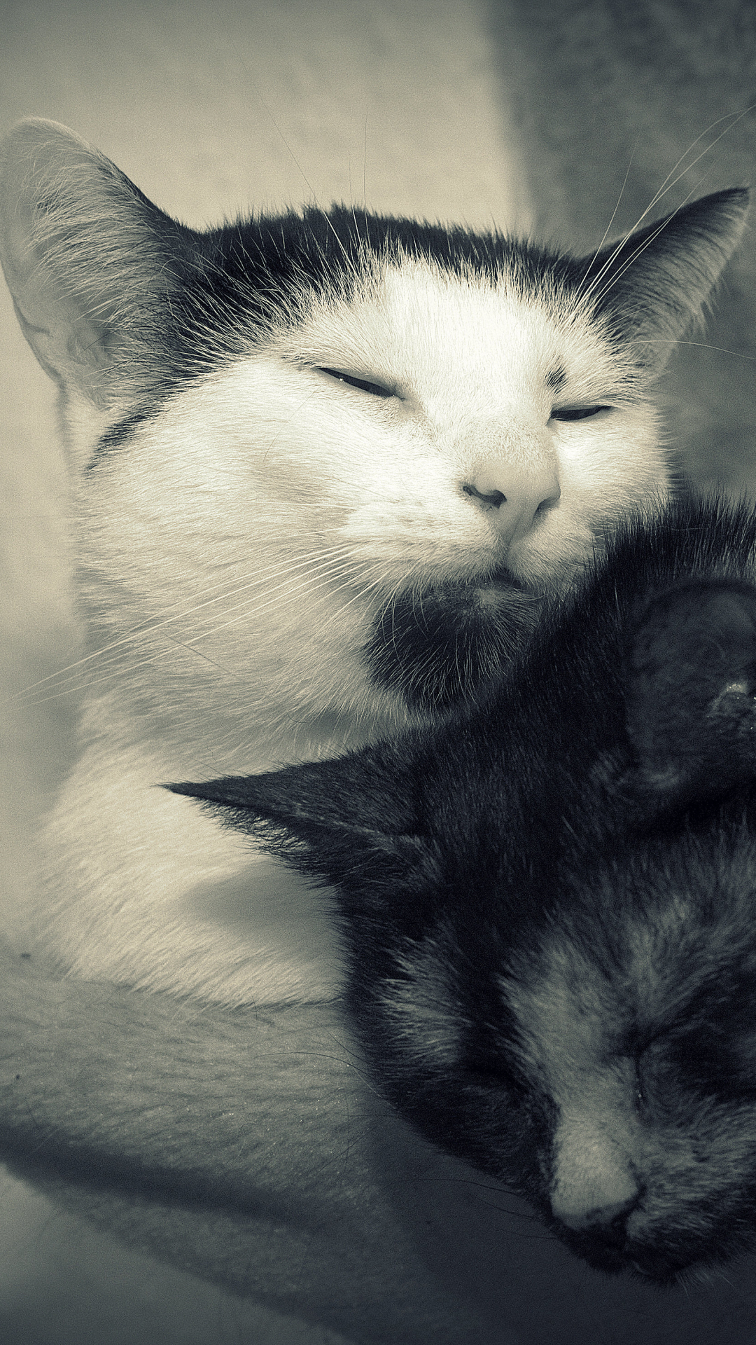 Mobile wallpaper: Cats, Cat, Couple