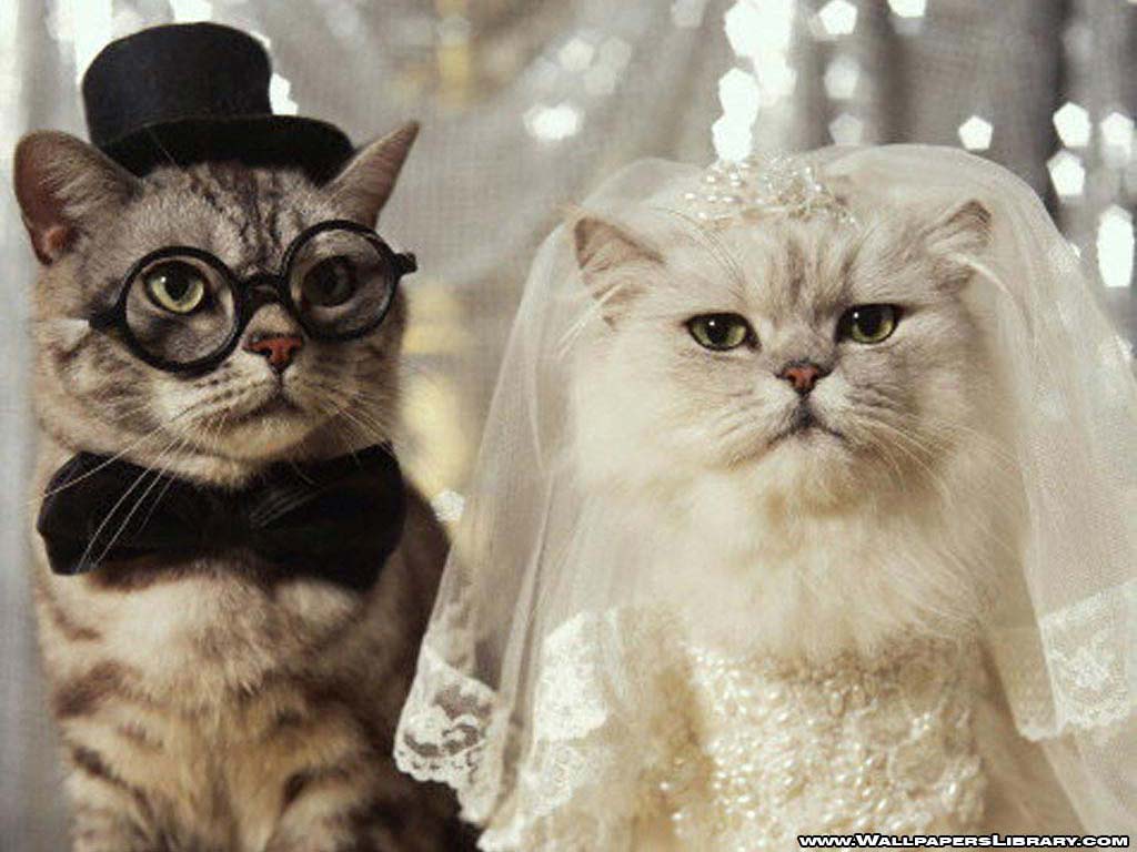 Funny Cats Wedding Wallpaper