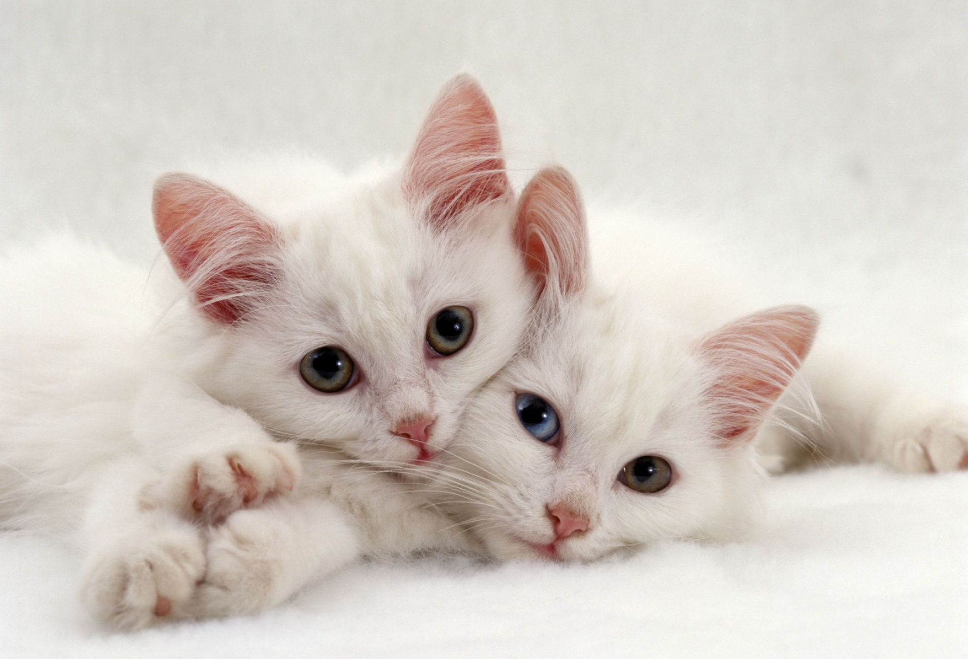 Heterochromia Animal Cat HD Wallpaper