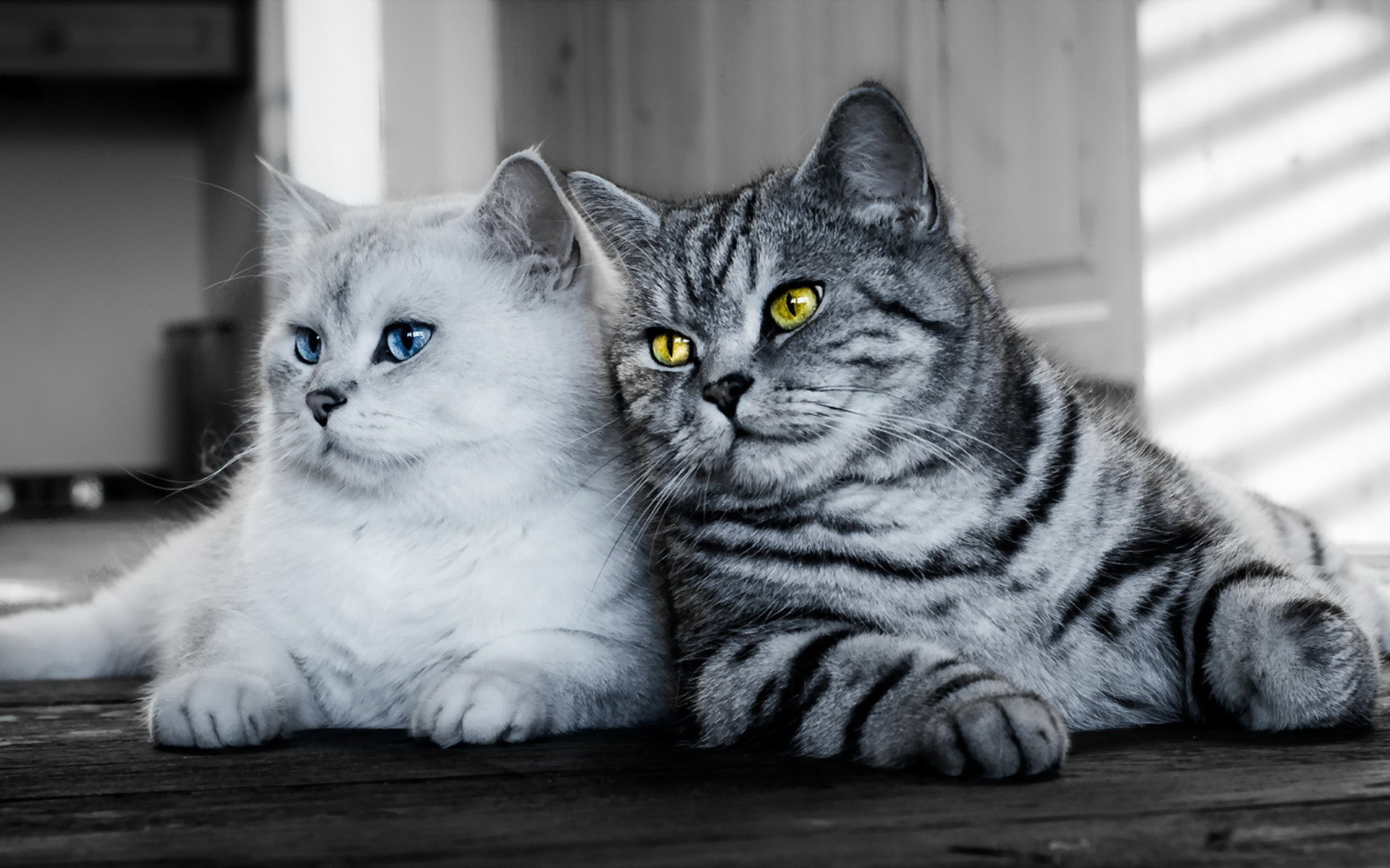 Charming Cats: A Stunning HD Wallpaper