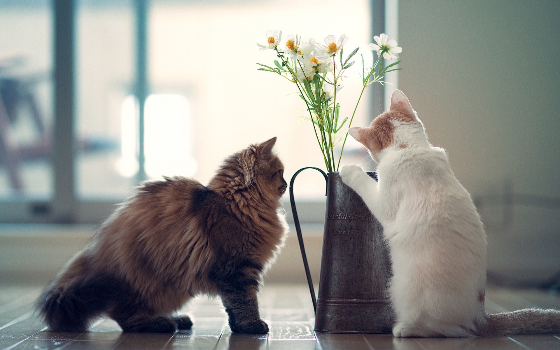 Cats Flowers