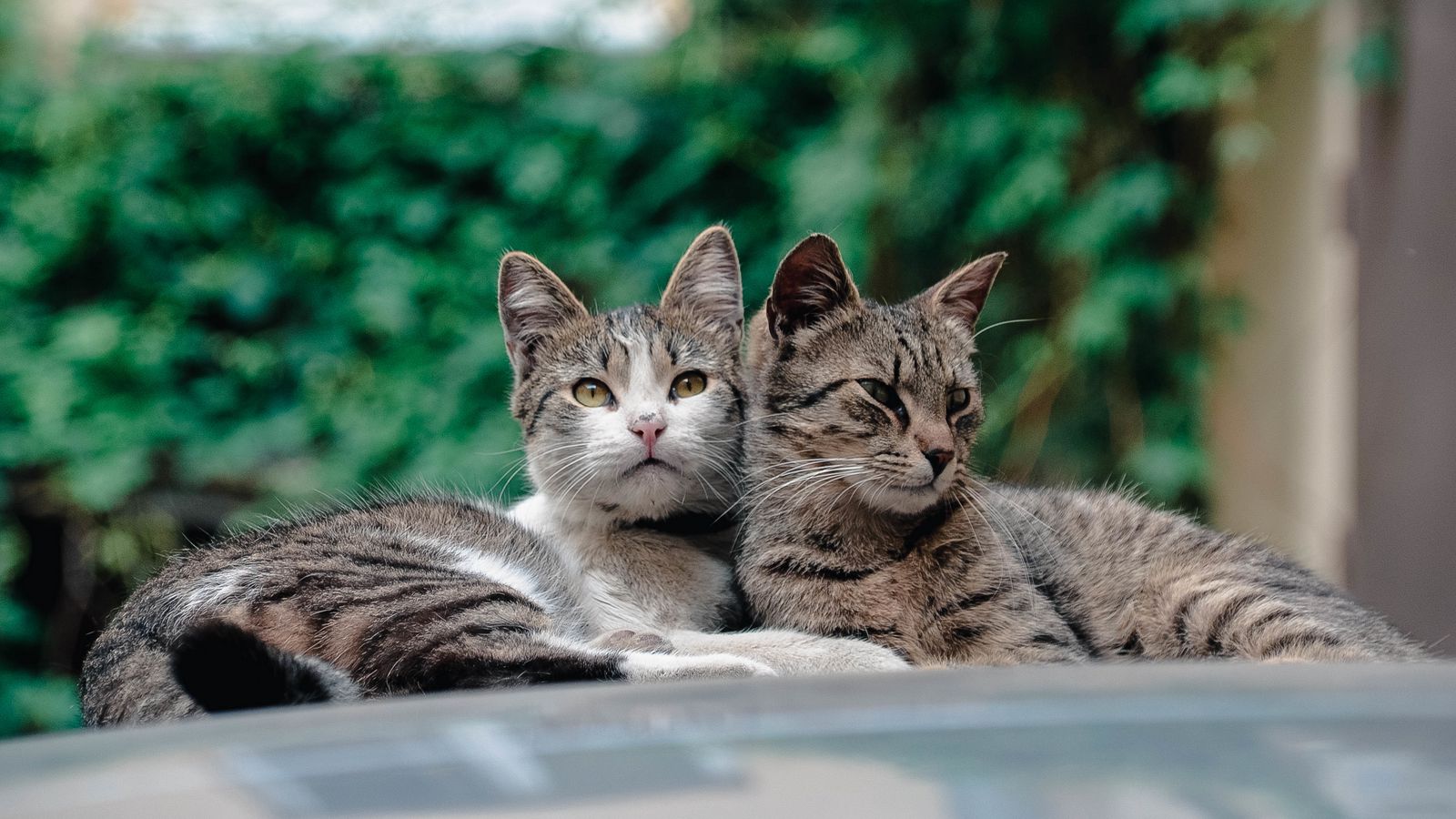 Download wallpaper 1600x900 cats