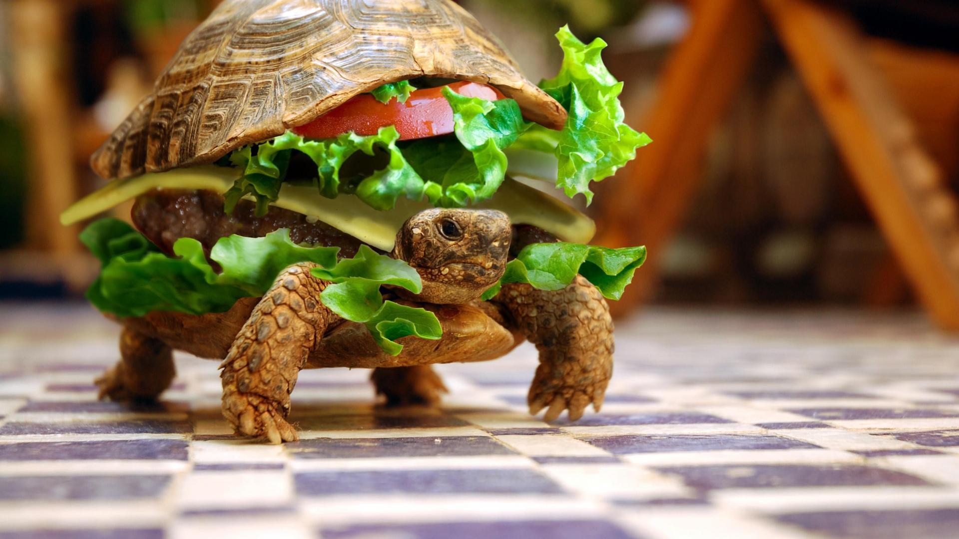 Turtle Sandwich [1920 x 1080]