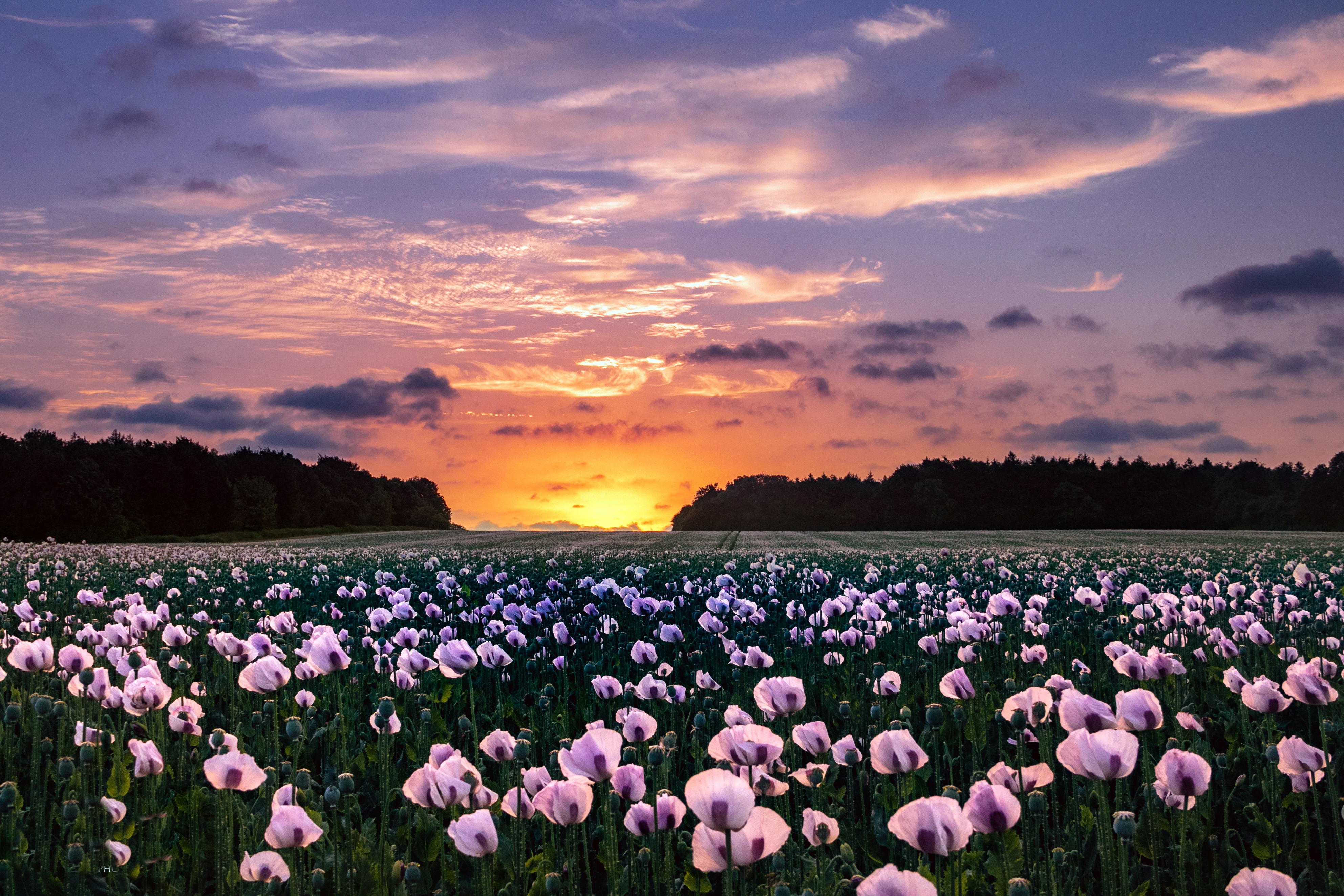 Download Sky Pink Flower Summer Nature Sunset Field Poppy 4k Ultra HD Wallpaper