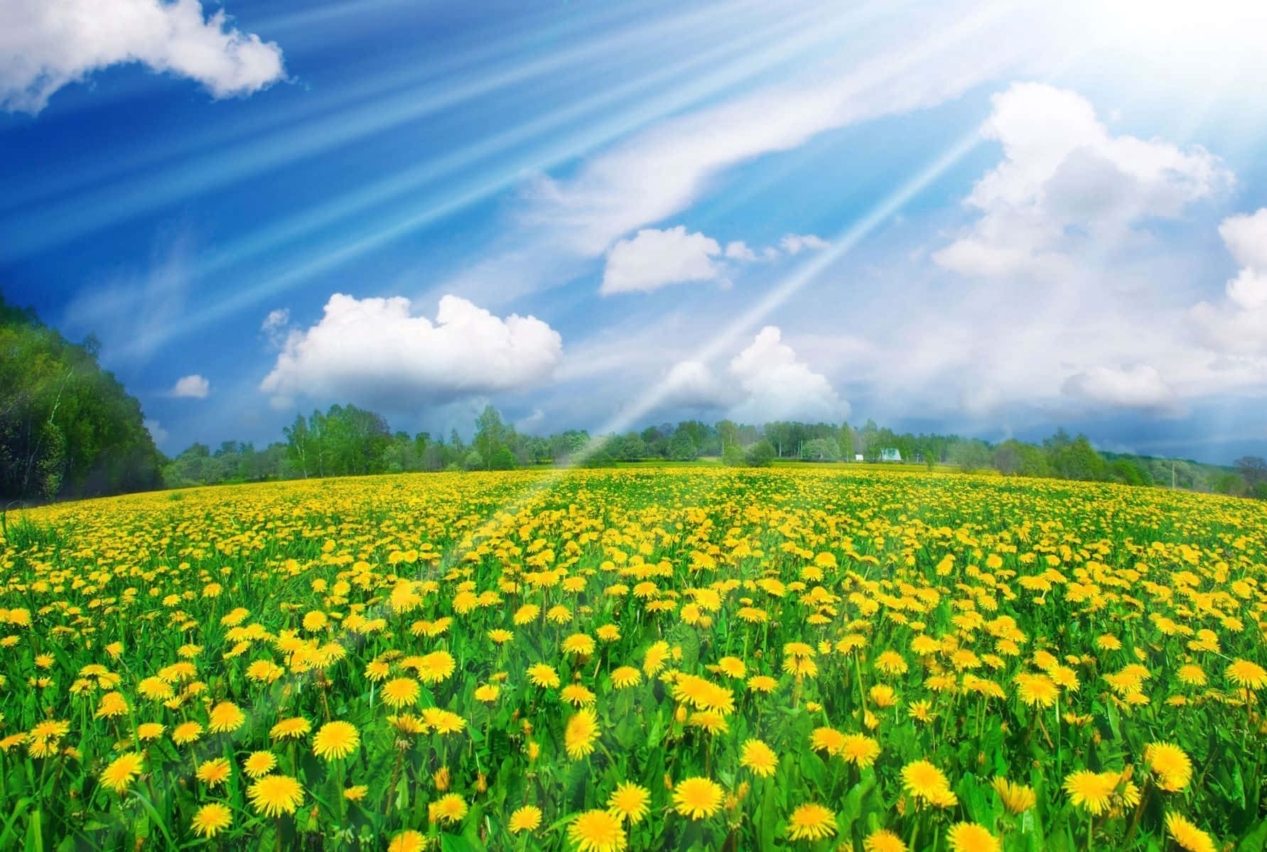 Spring Field Sunshine Wallpapers - Wallpaper Cave