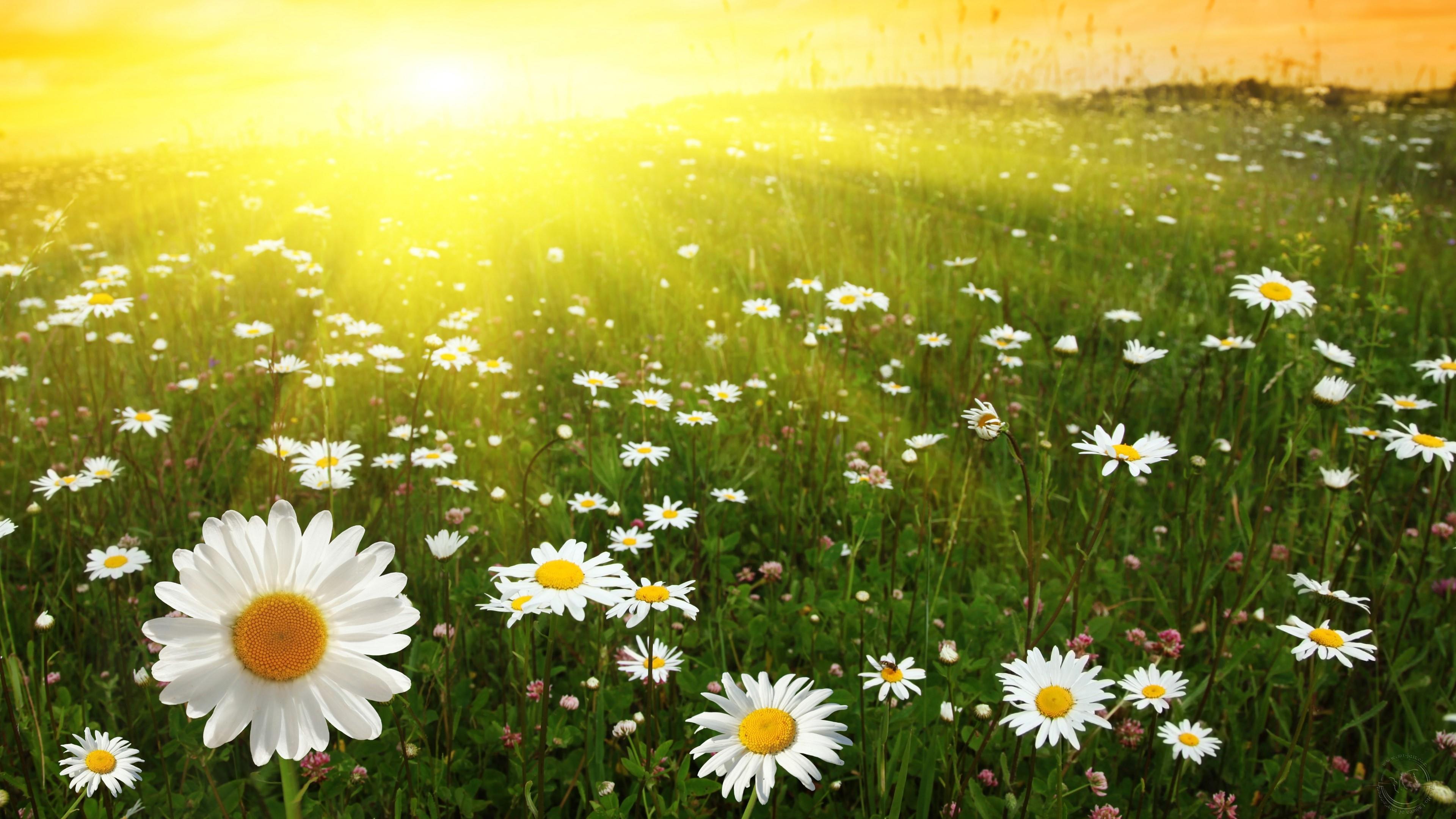 Flower Sunshine Flower Nature Daisy 4k