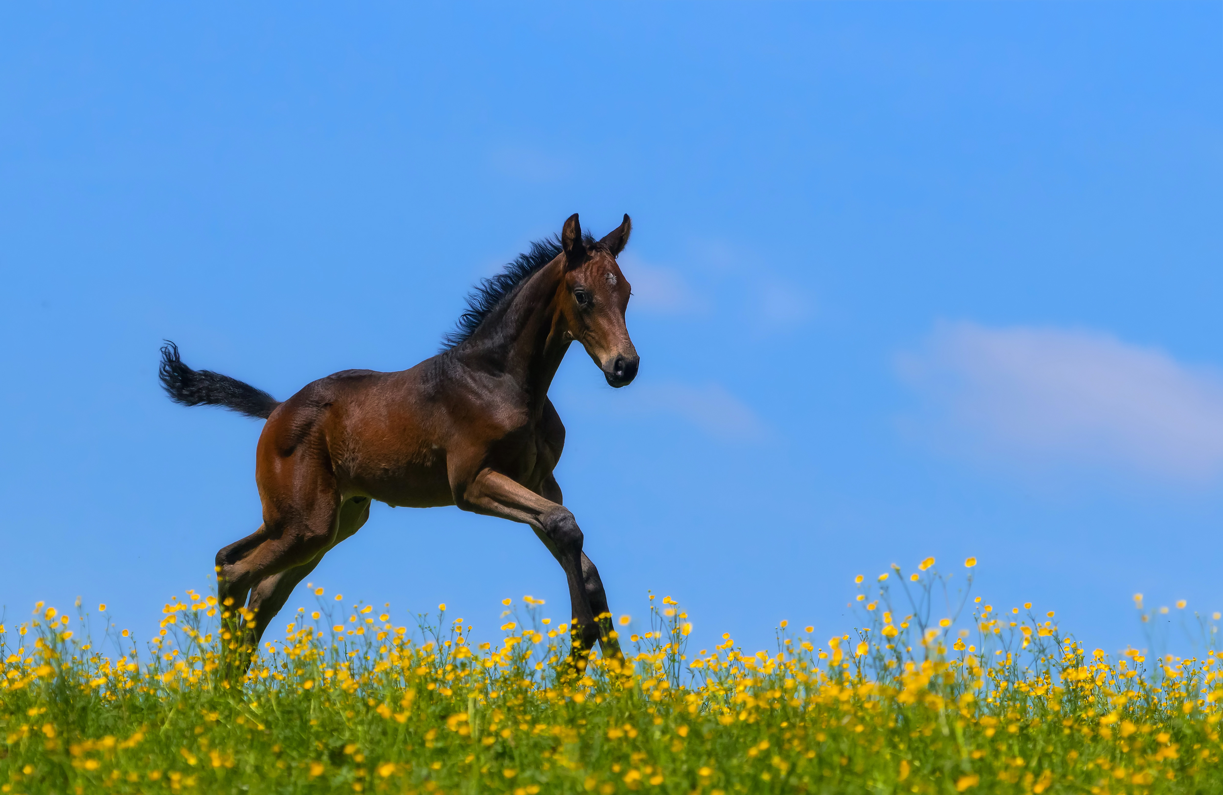 Download Baby Animal Foal Animal Horse