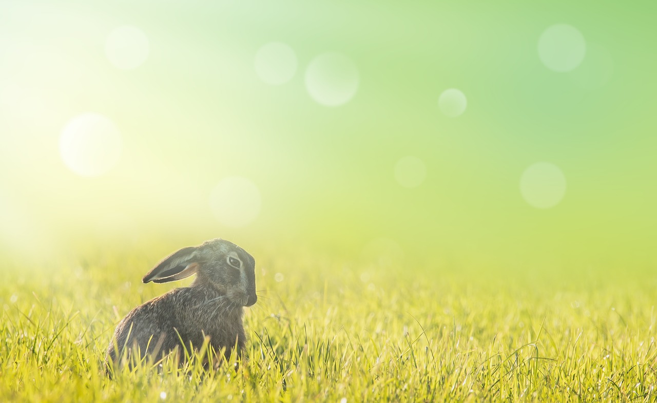 Rabbit Easter Meadow
