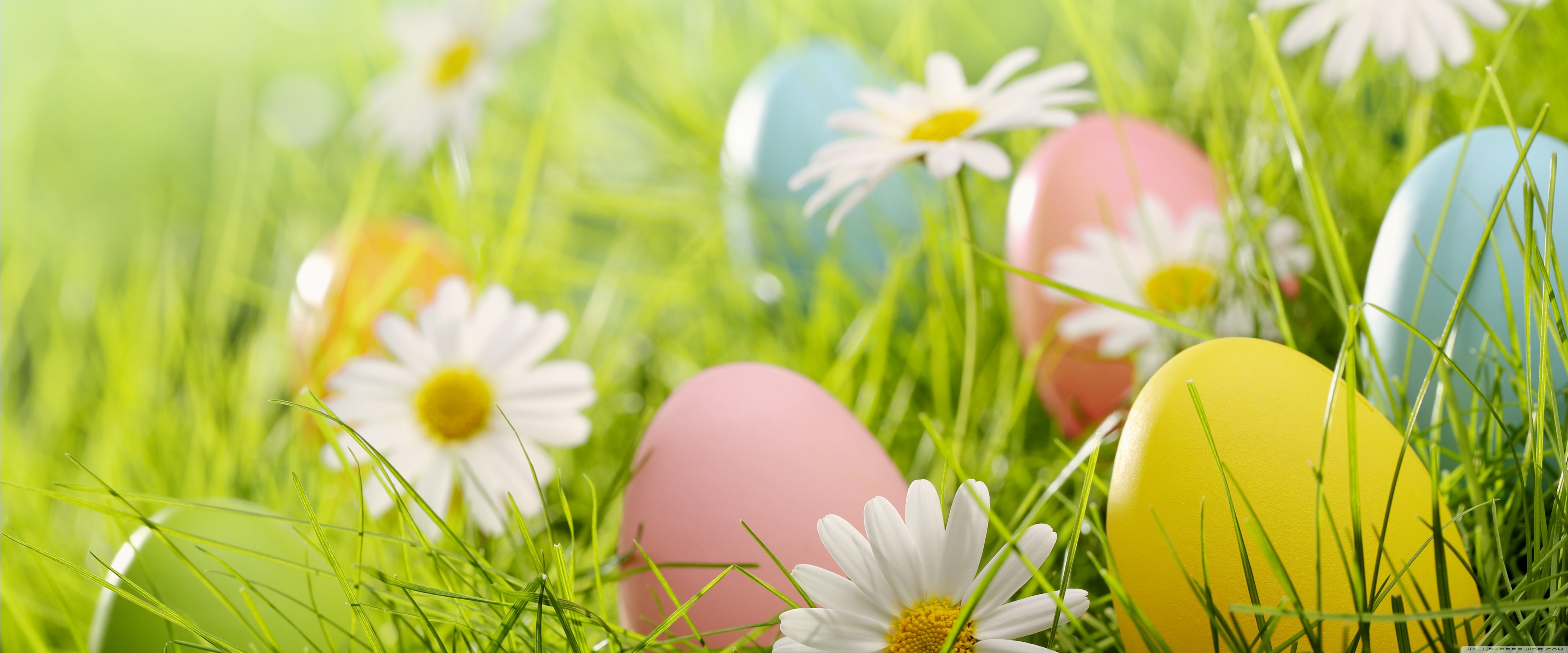 Easter Eggs 2022 Spring Grass Ultra HD