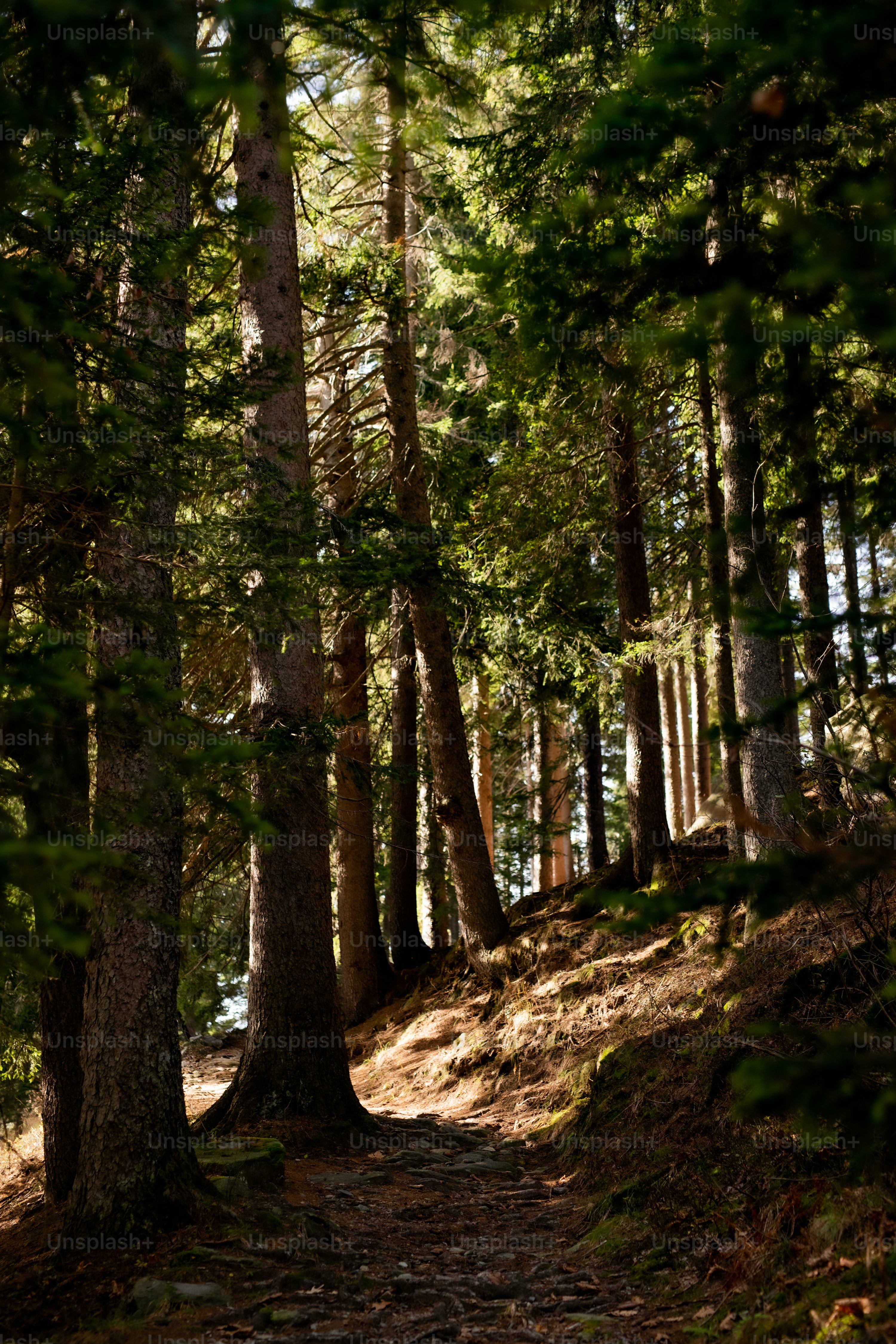 iPhone Nature Picture. Download Free