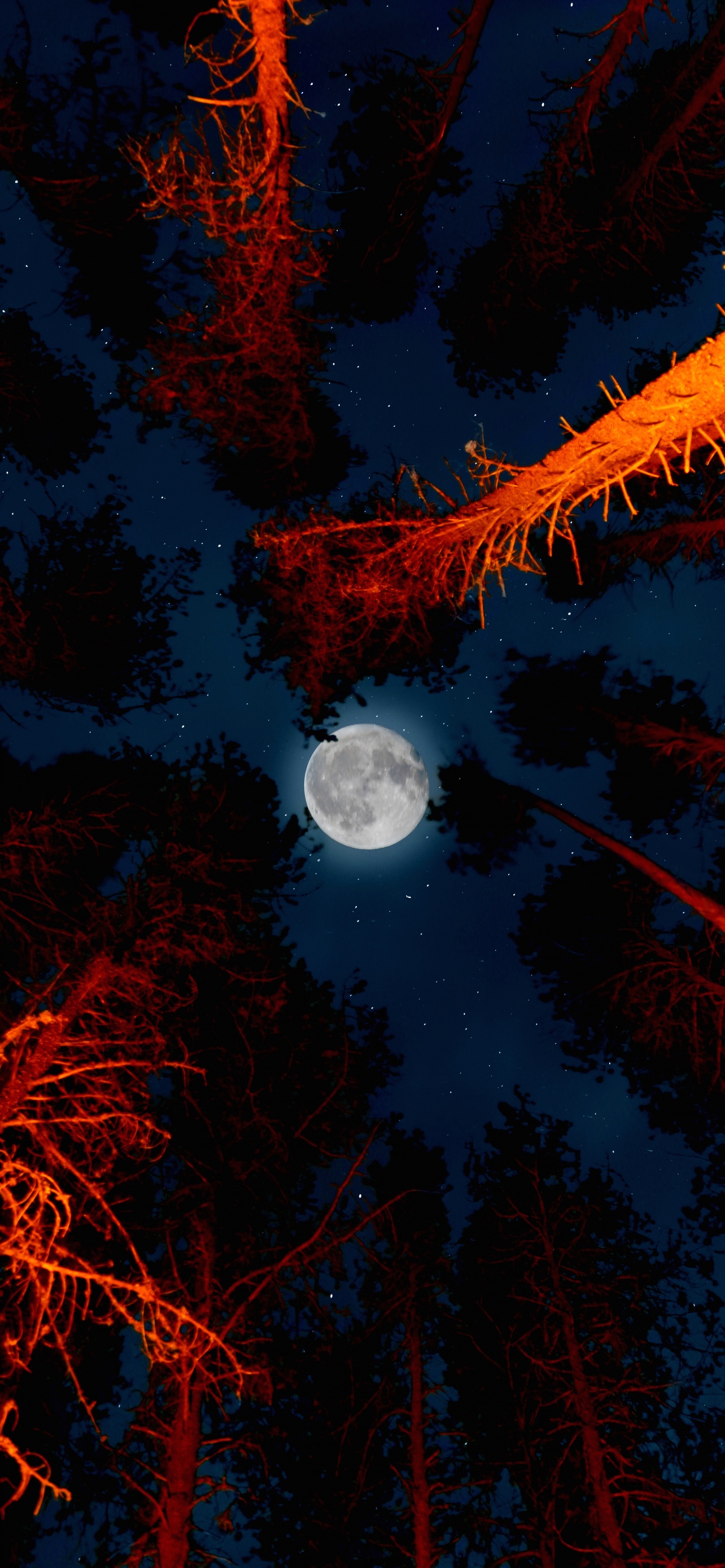 Full moon Wallpaper 4K, Trees, Sky view