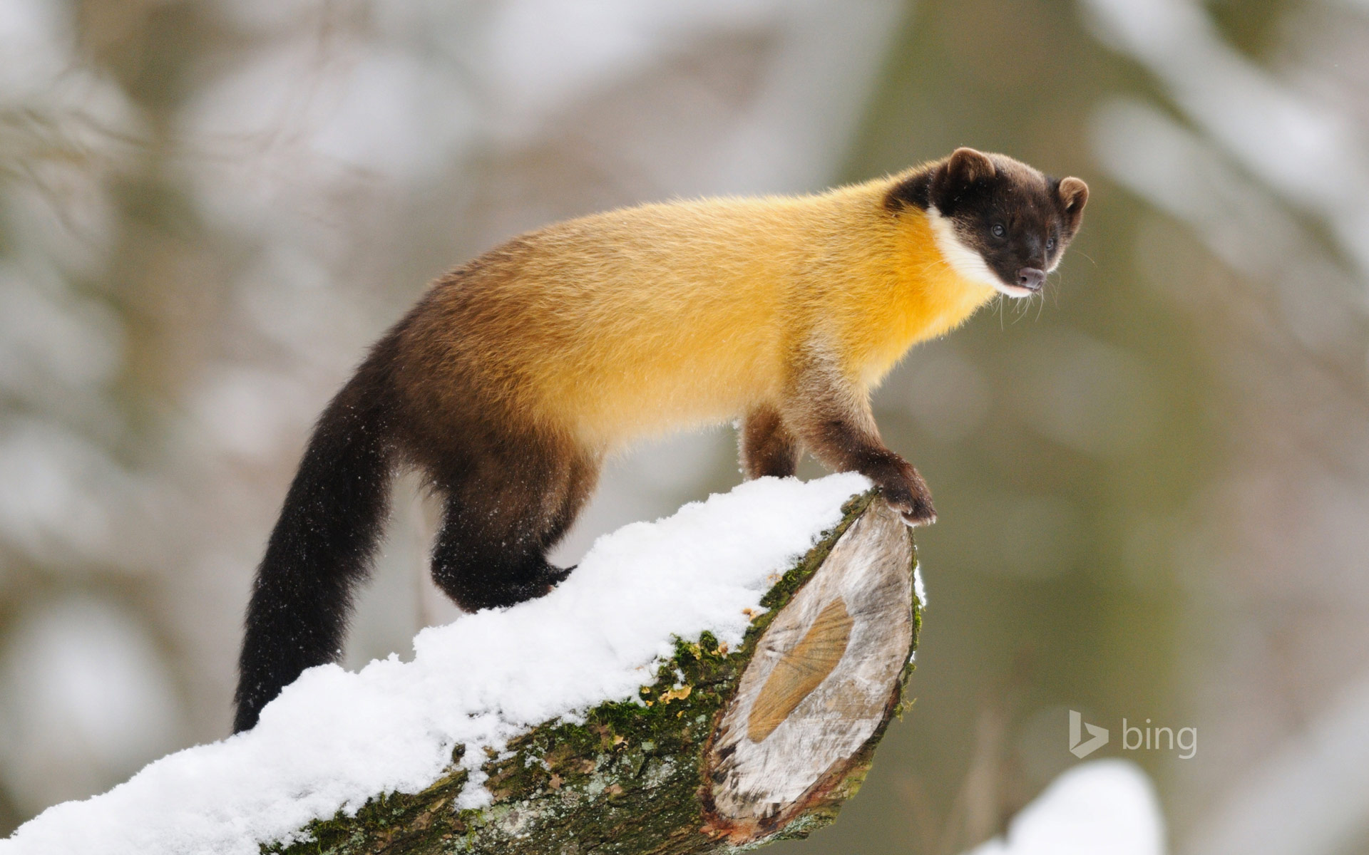 Yellow Throated Marten
