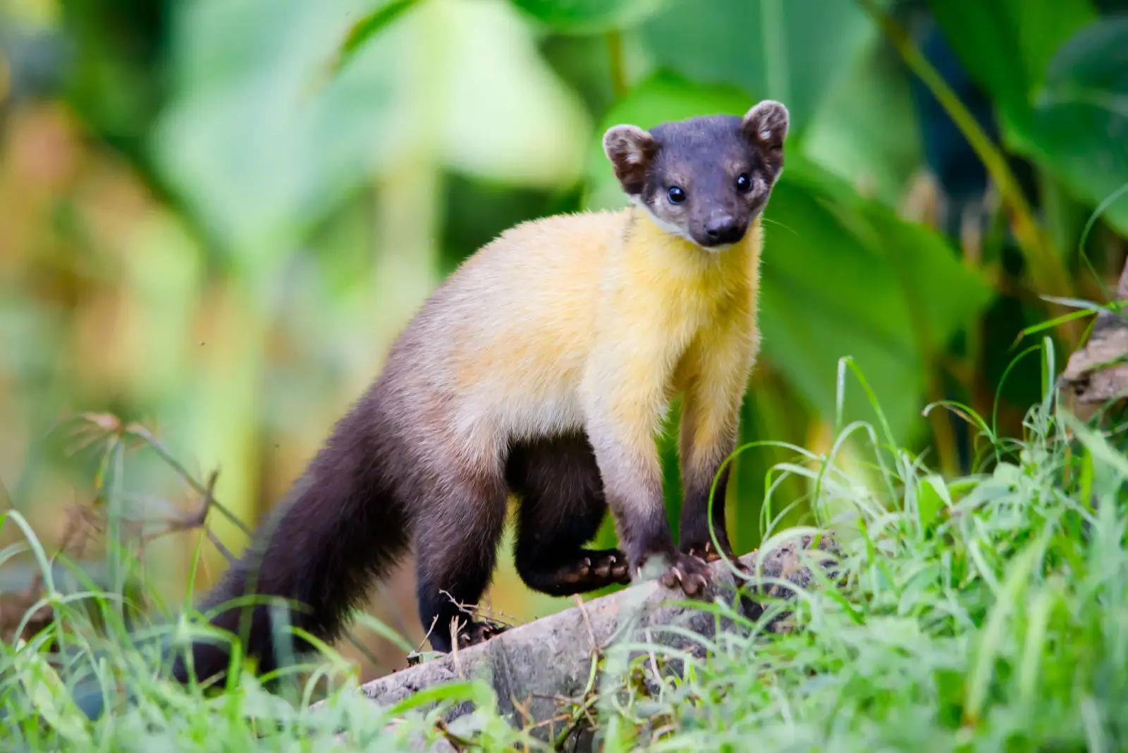 Yellow Throated Marten, Diet