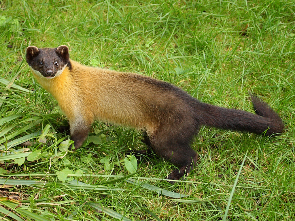 Buntmarder / Yellow Throated Marten